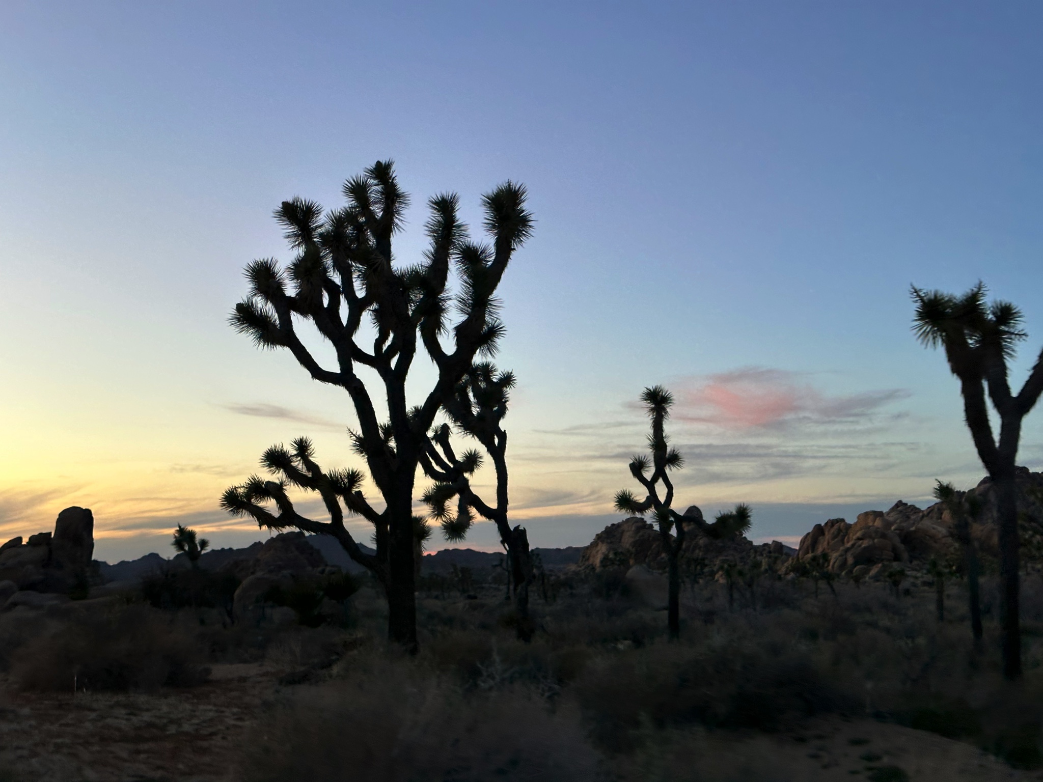 Joshua Tree National Park