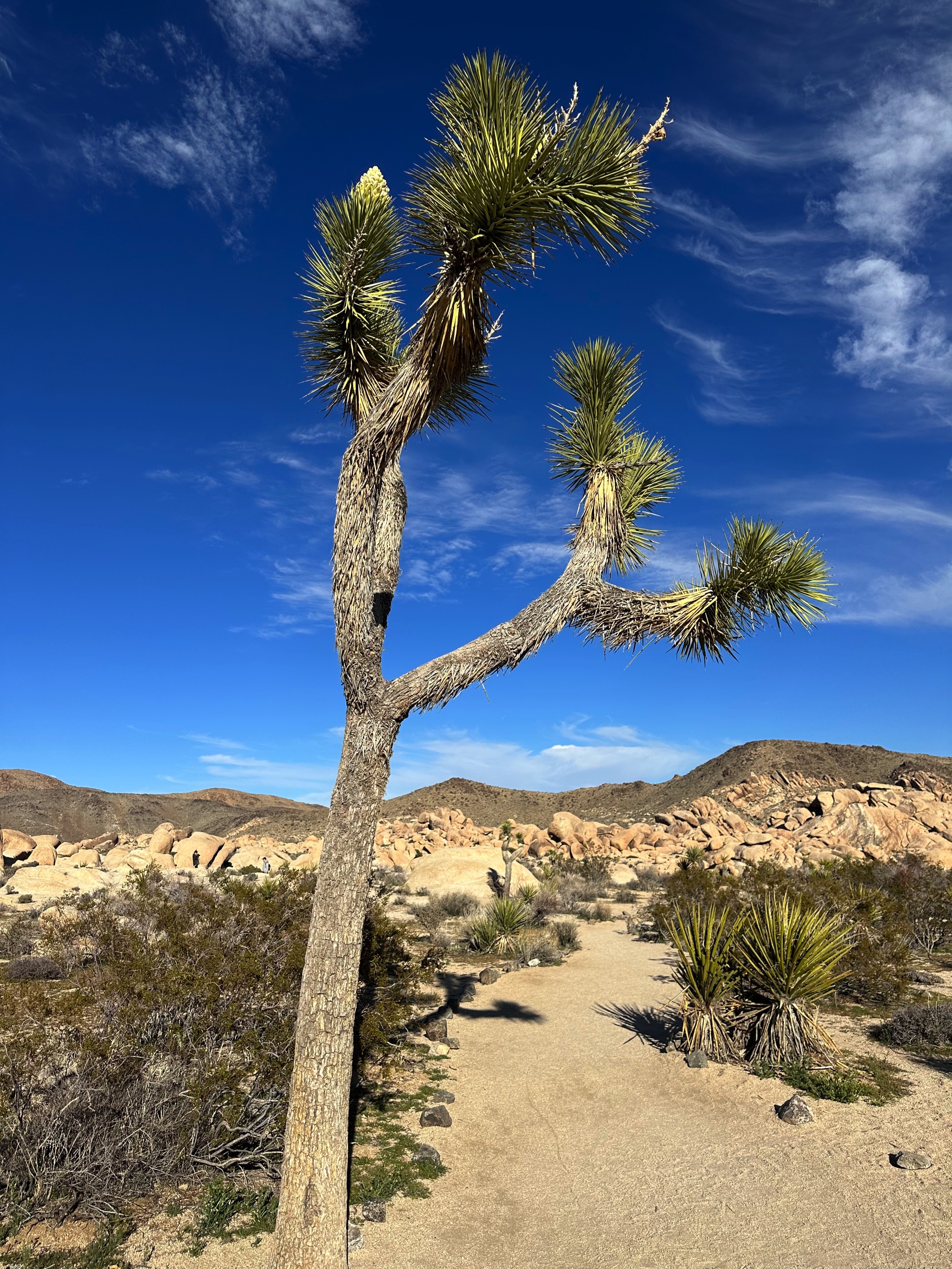 Joshua Tree National Park