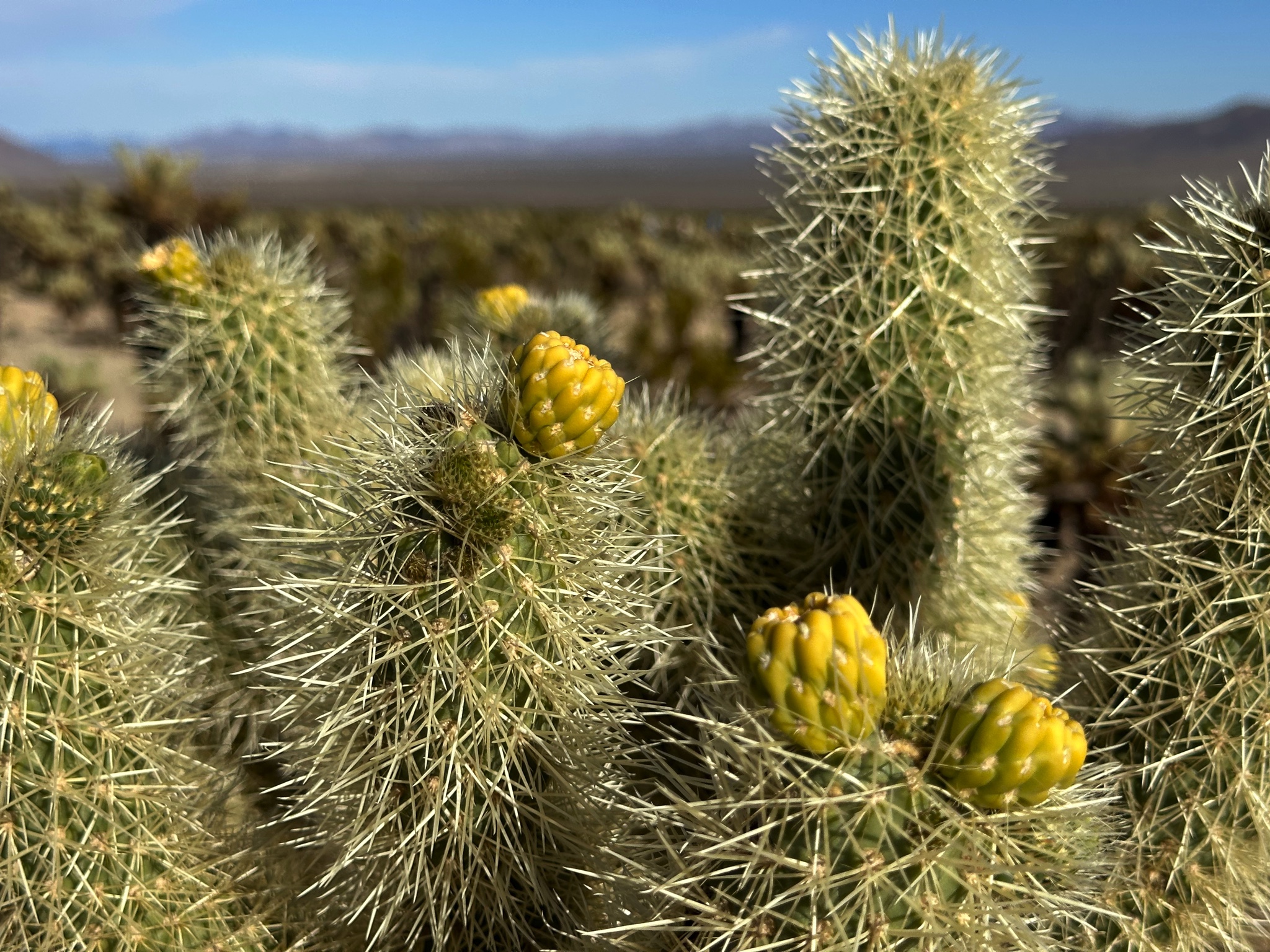 Joshua Tree National Park