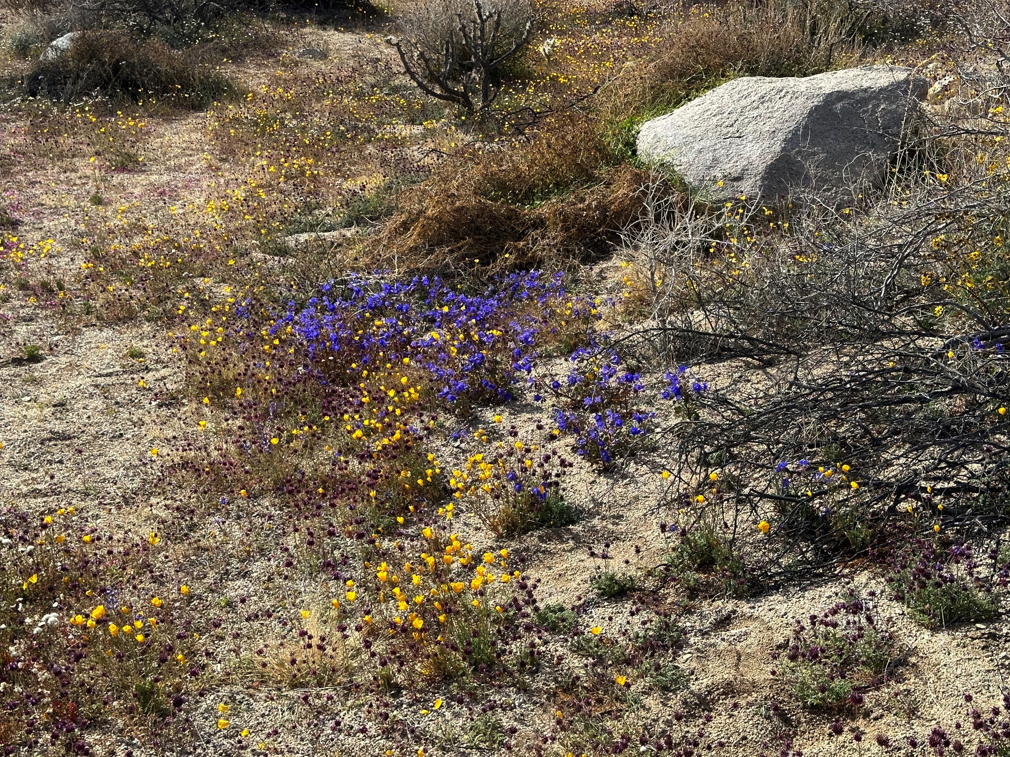 Joshua Tree National Park