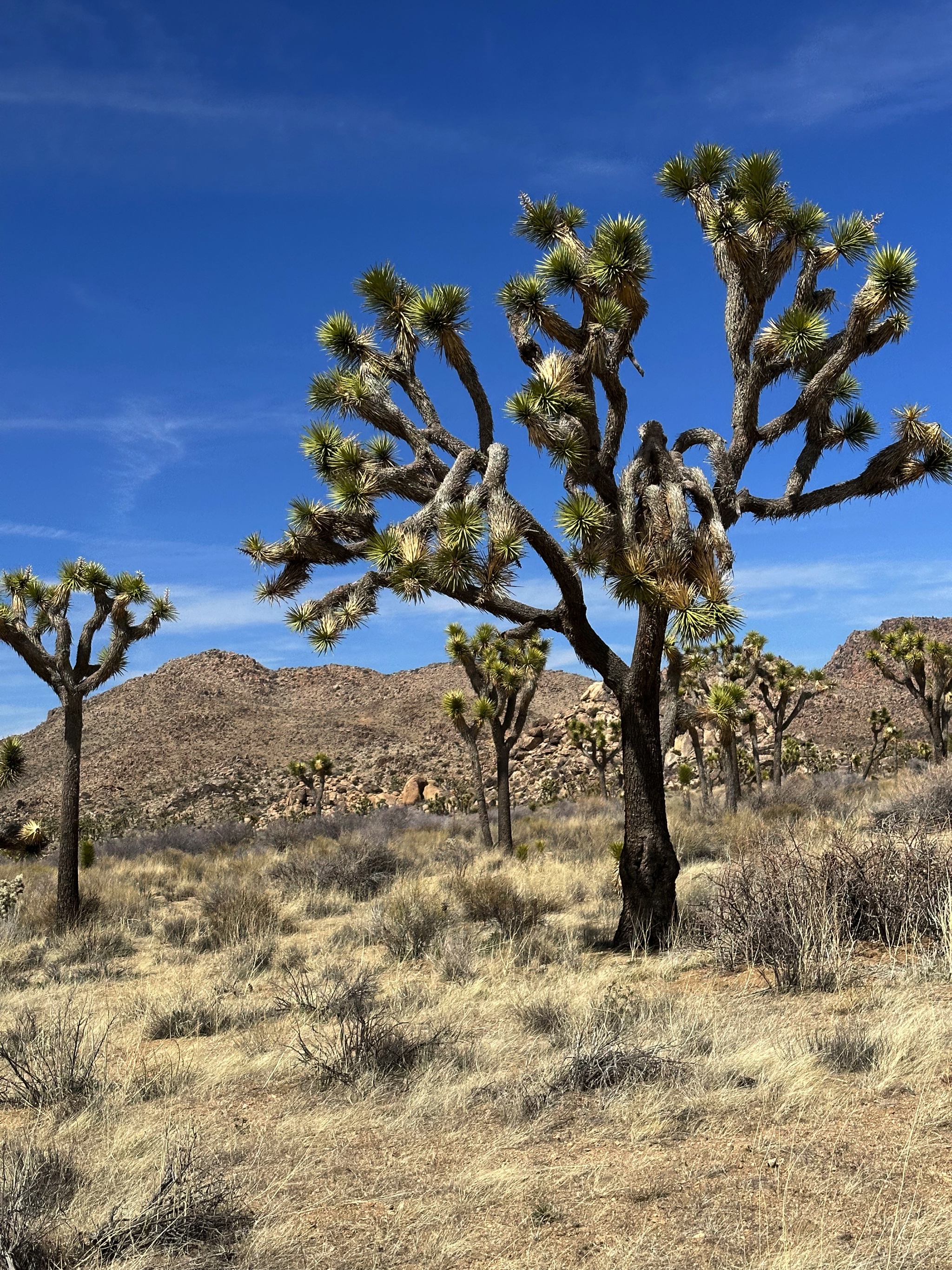 Joshua Tree National Park