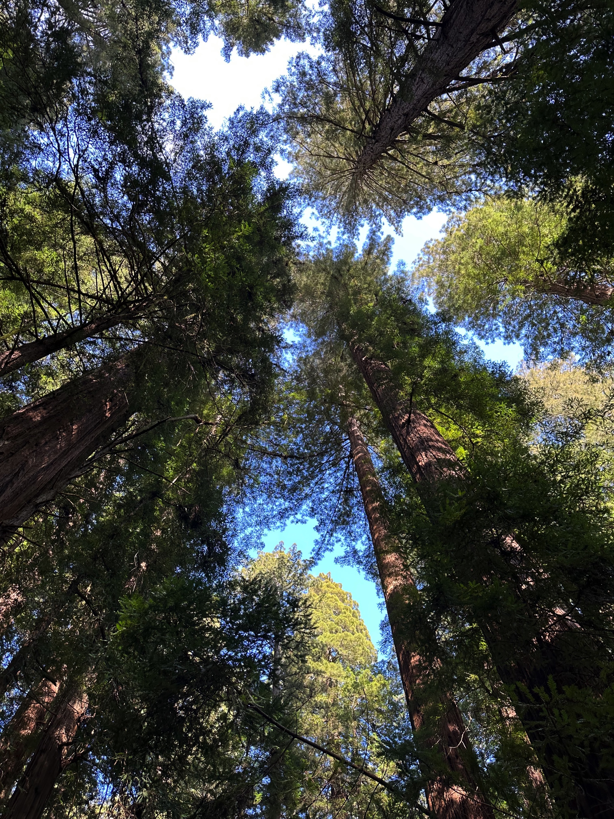 Avenue of the Giants redwood trees