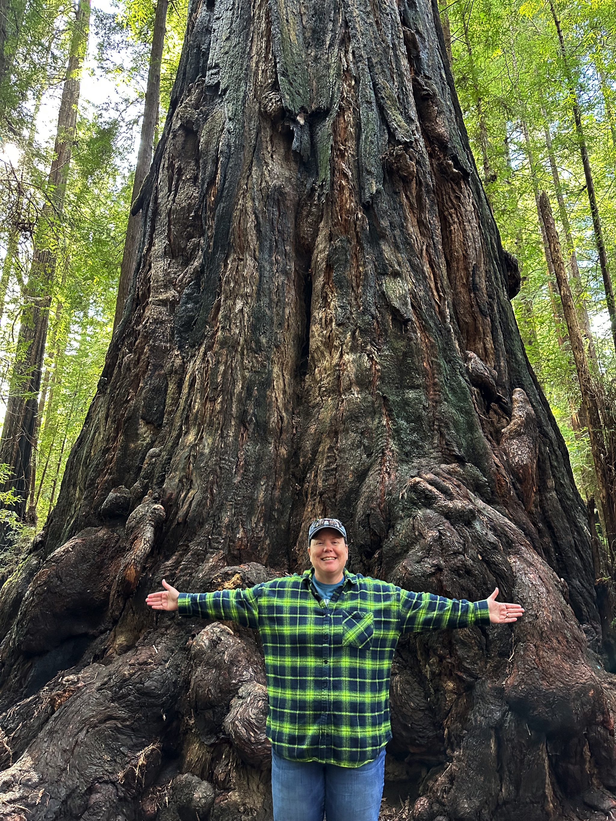 Avenue of the Giants redwood trees