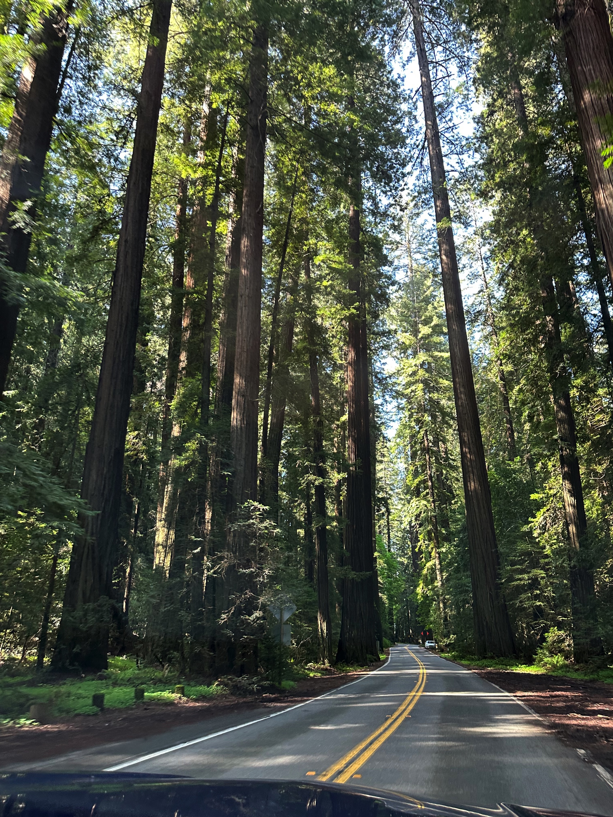 Avenue of the Giants redwood trees