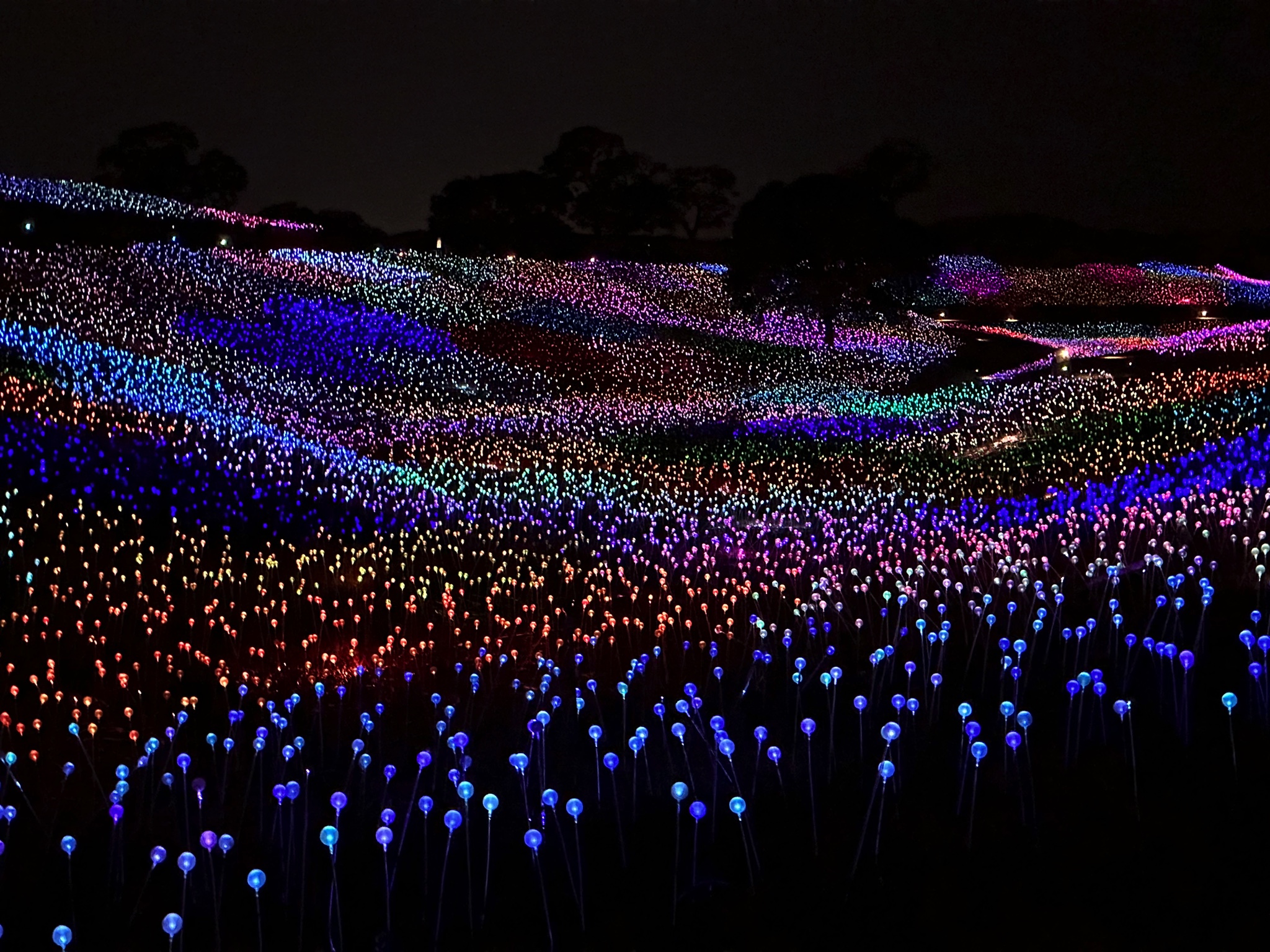 Sen so rio lights