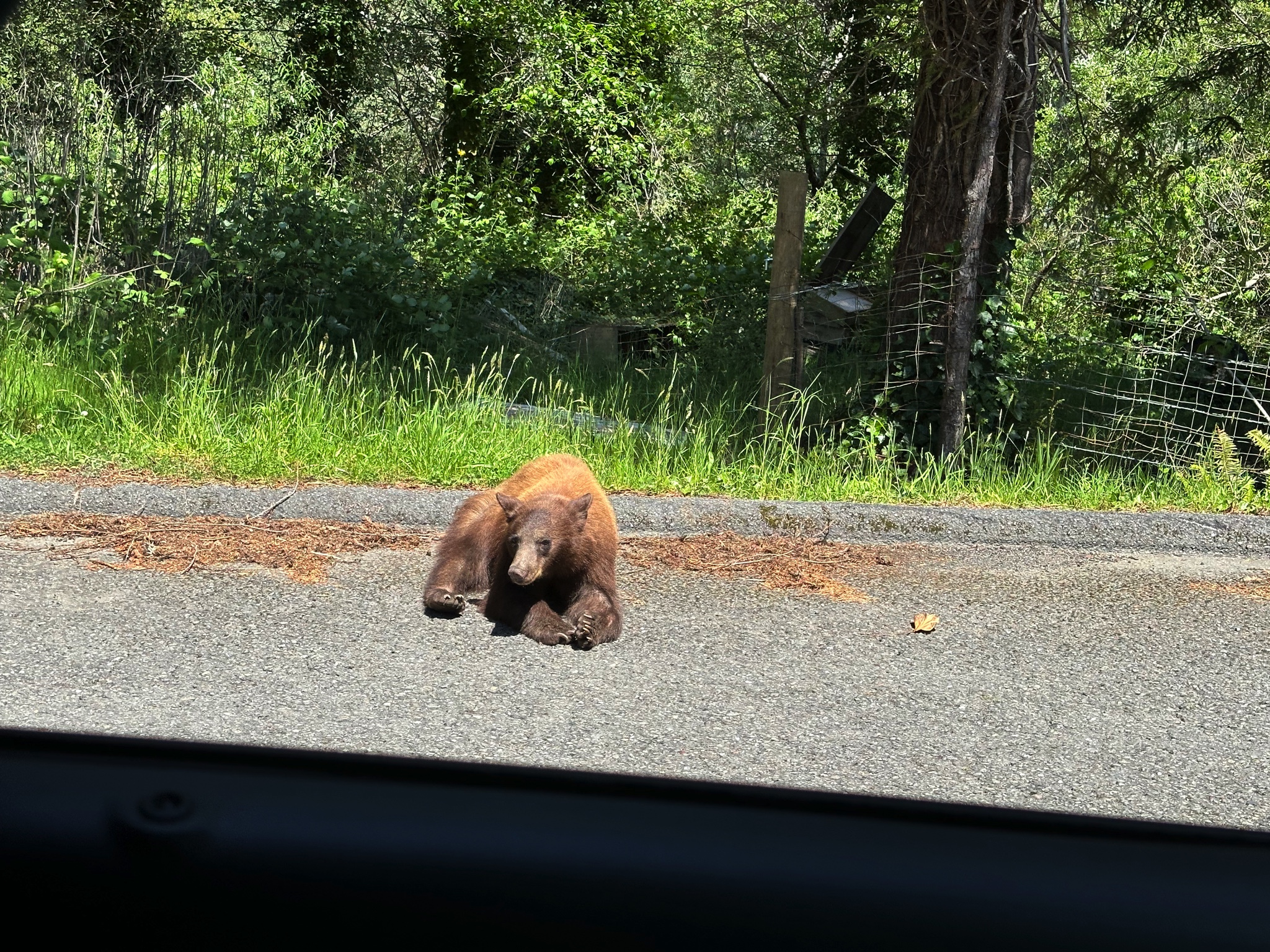 Redwood State and National Parks