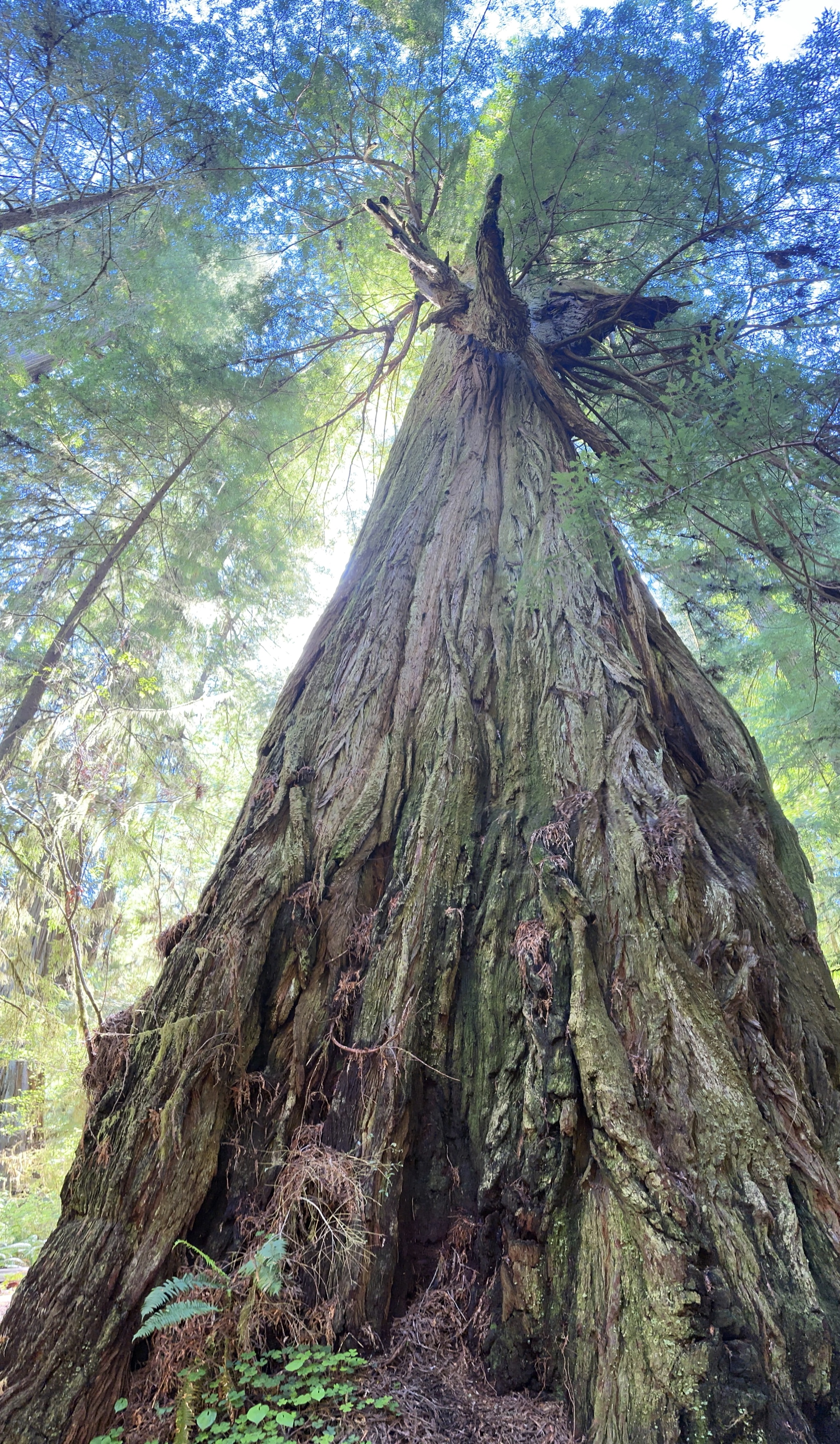 Redwood State and National Parks