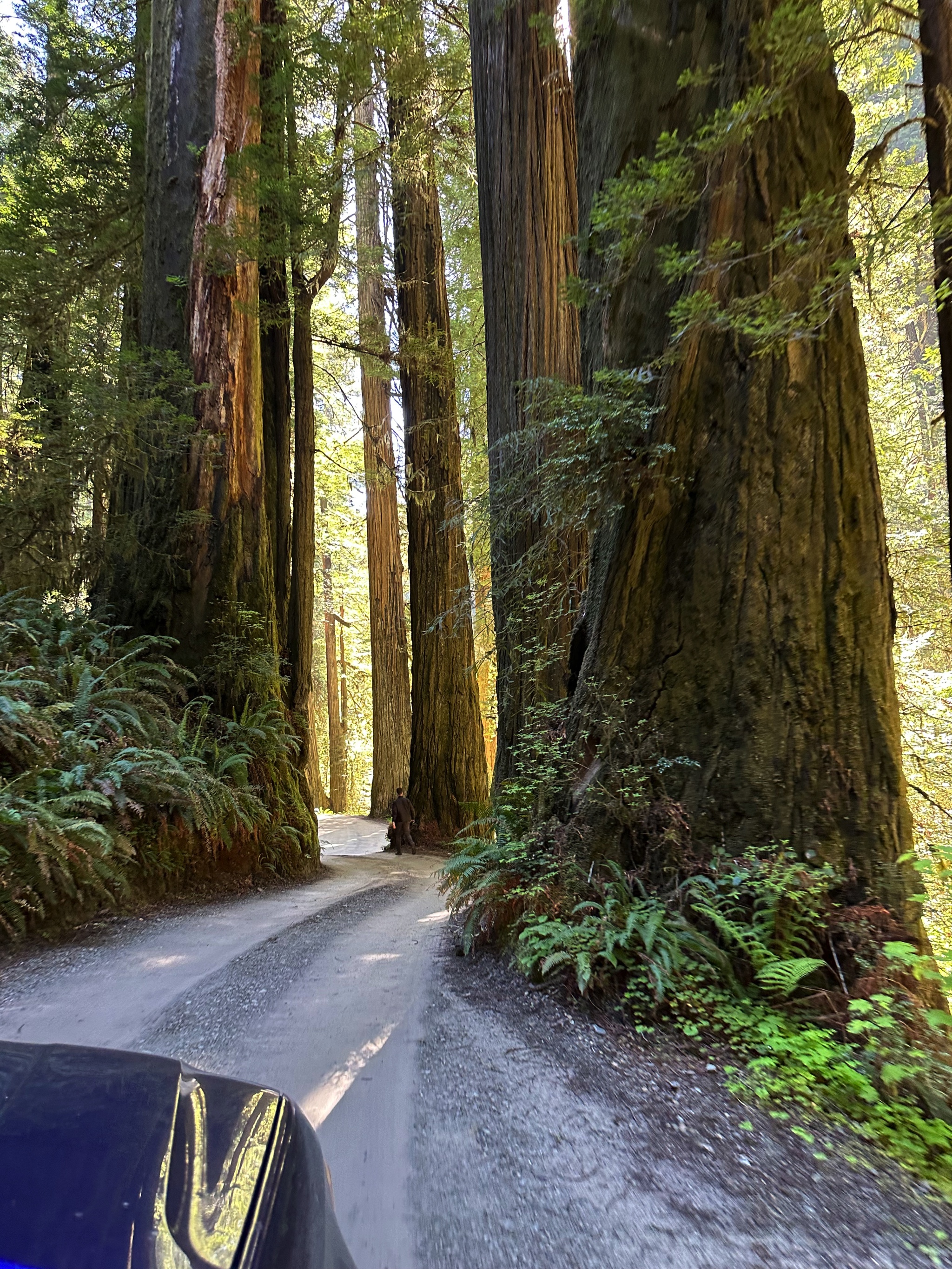 Redwood State and National Parks