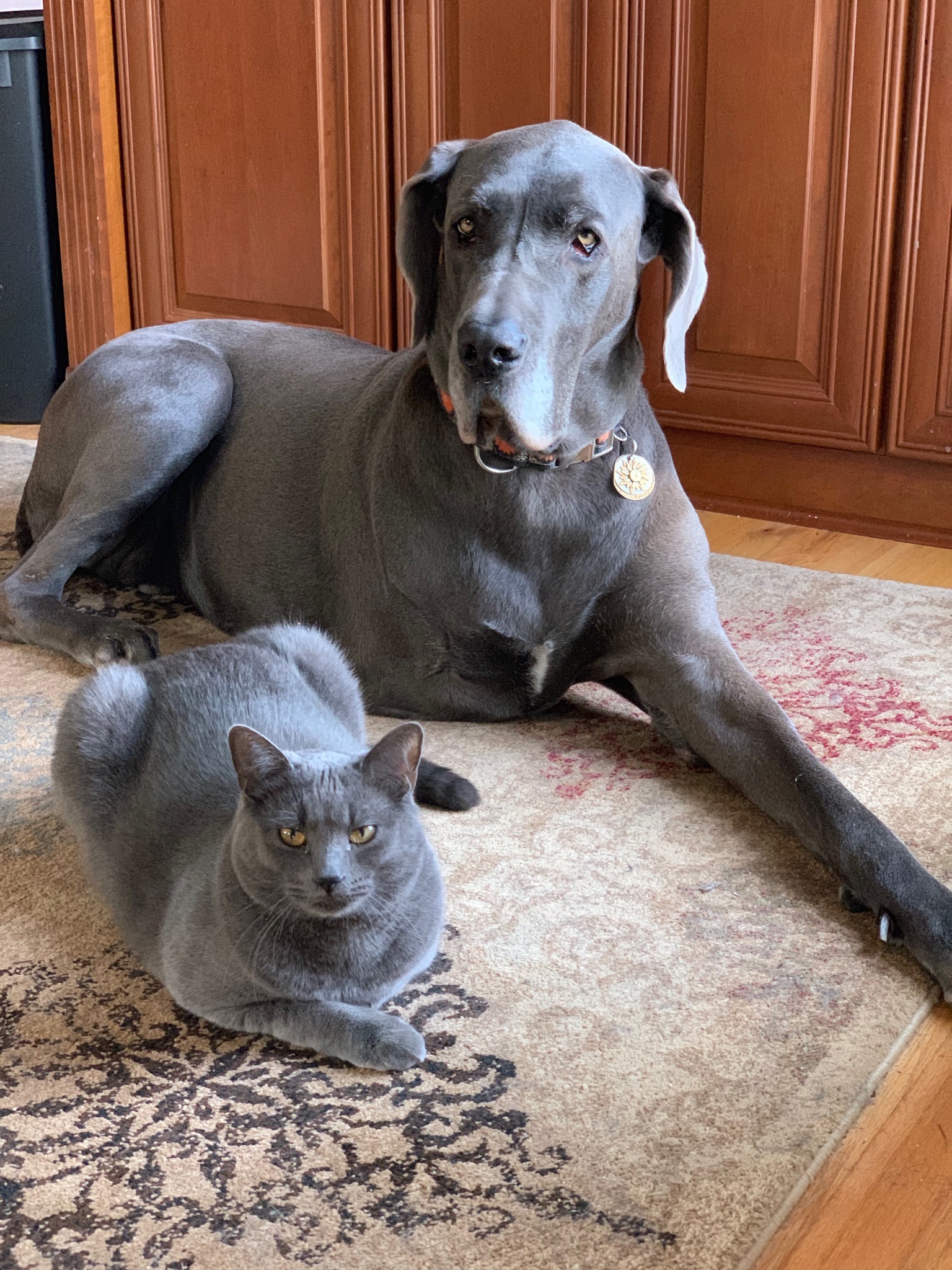 Dog & cat
