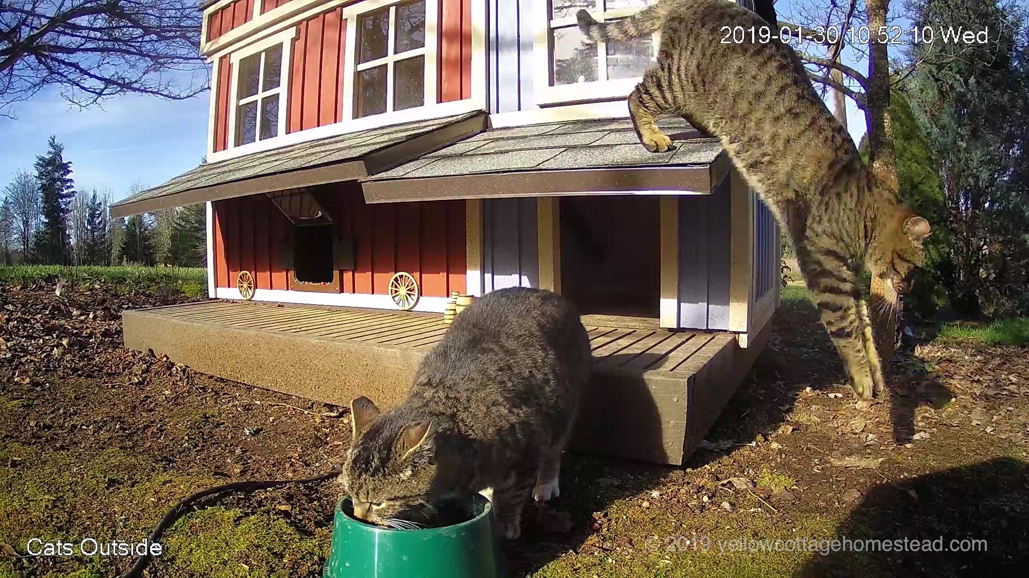 Cat jumping off awning