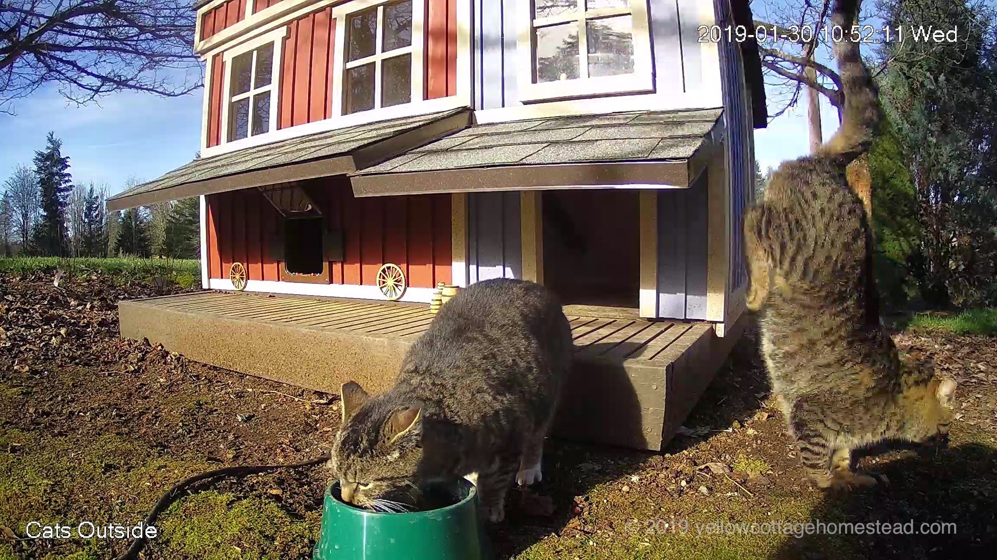 Cat jumping off awning
