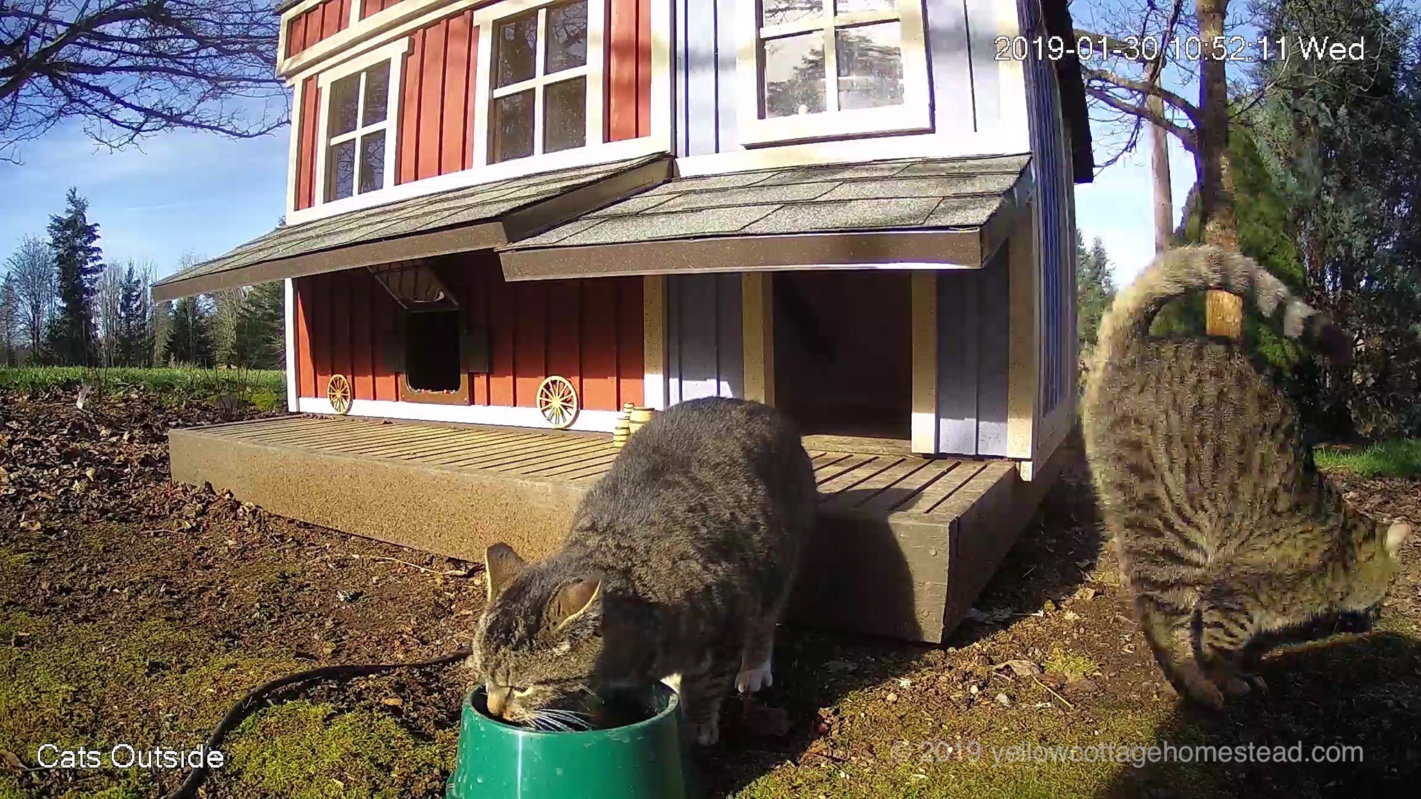 Cat jumping off awning