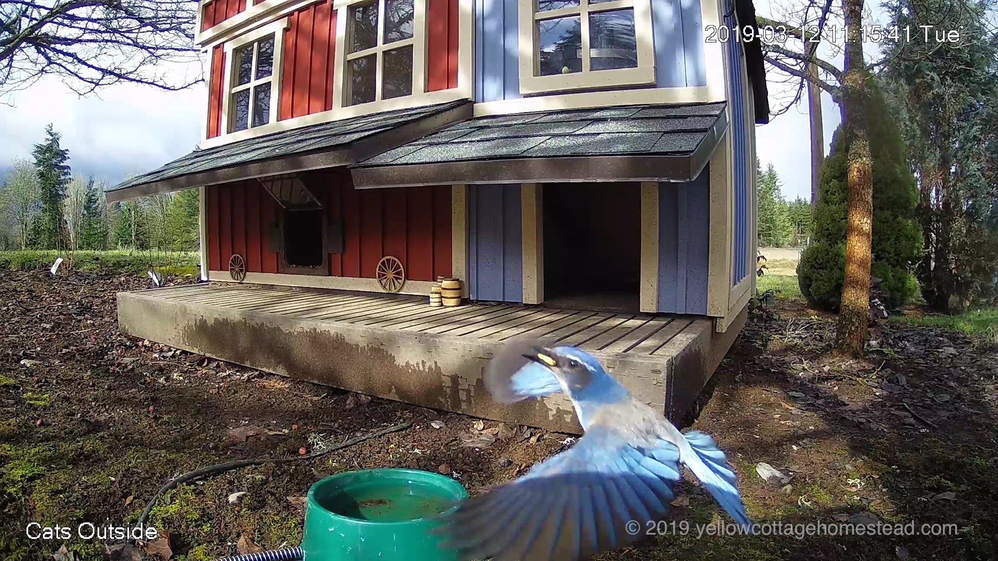 Scrub jay bird taking off