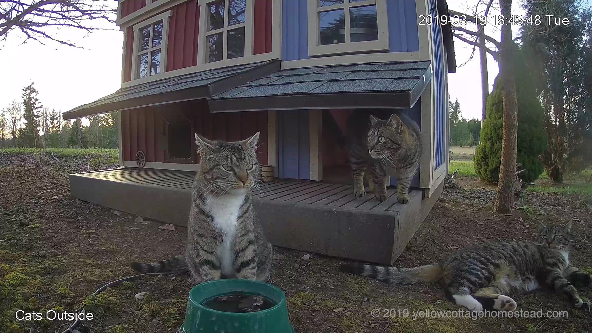 Three cats outside
