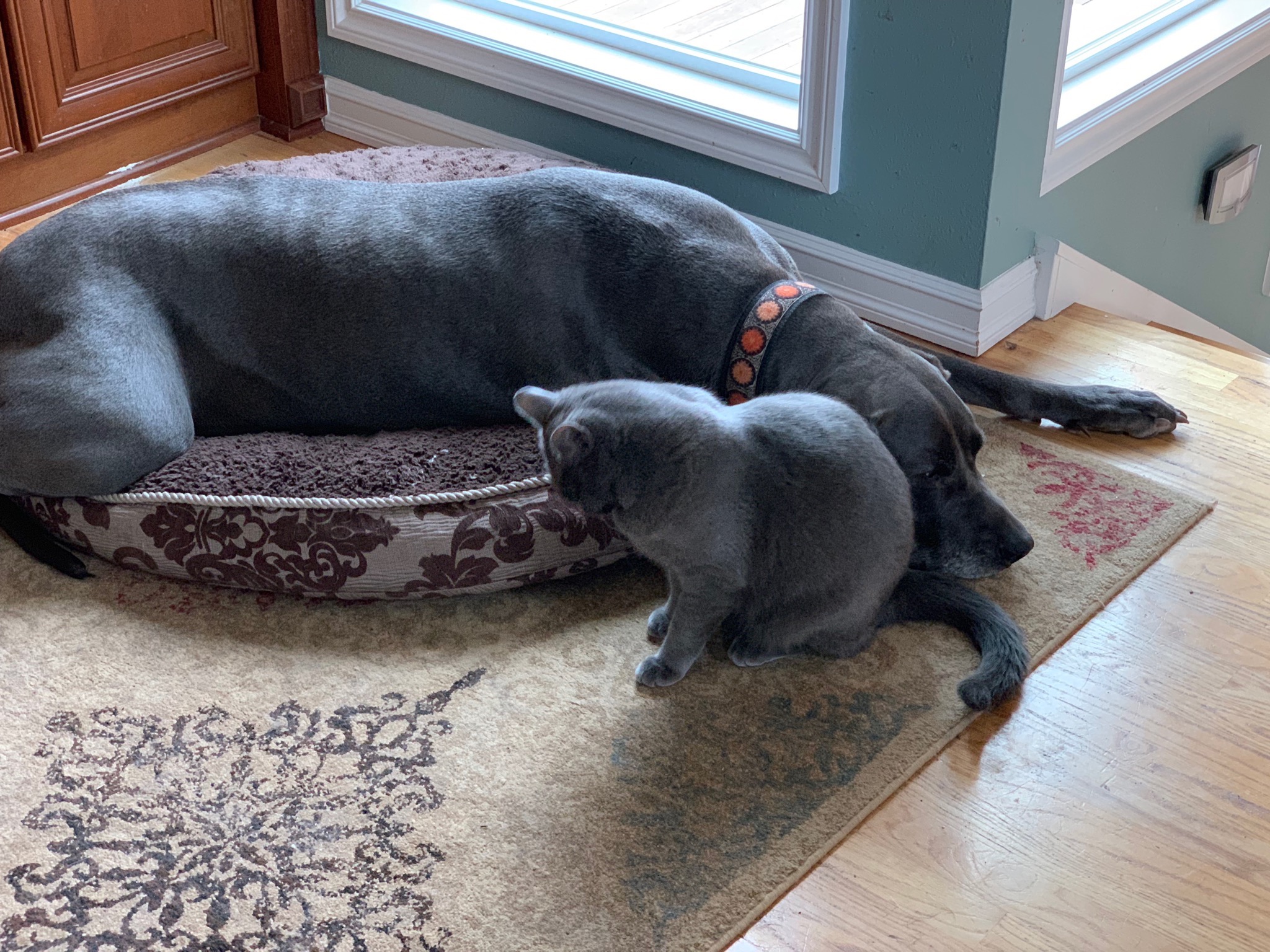 Cat & dog