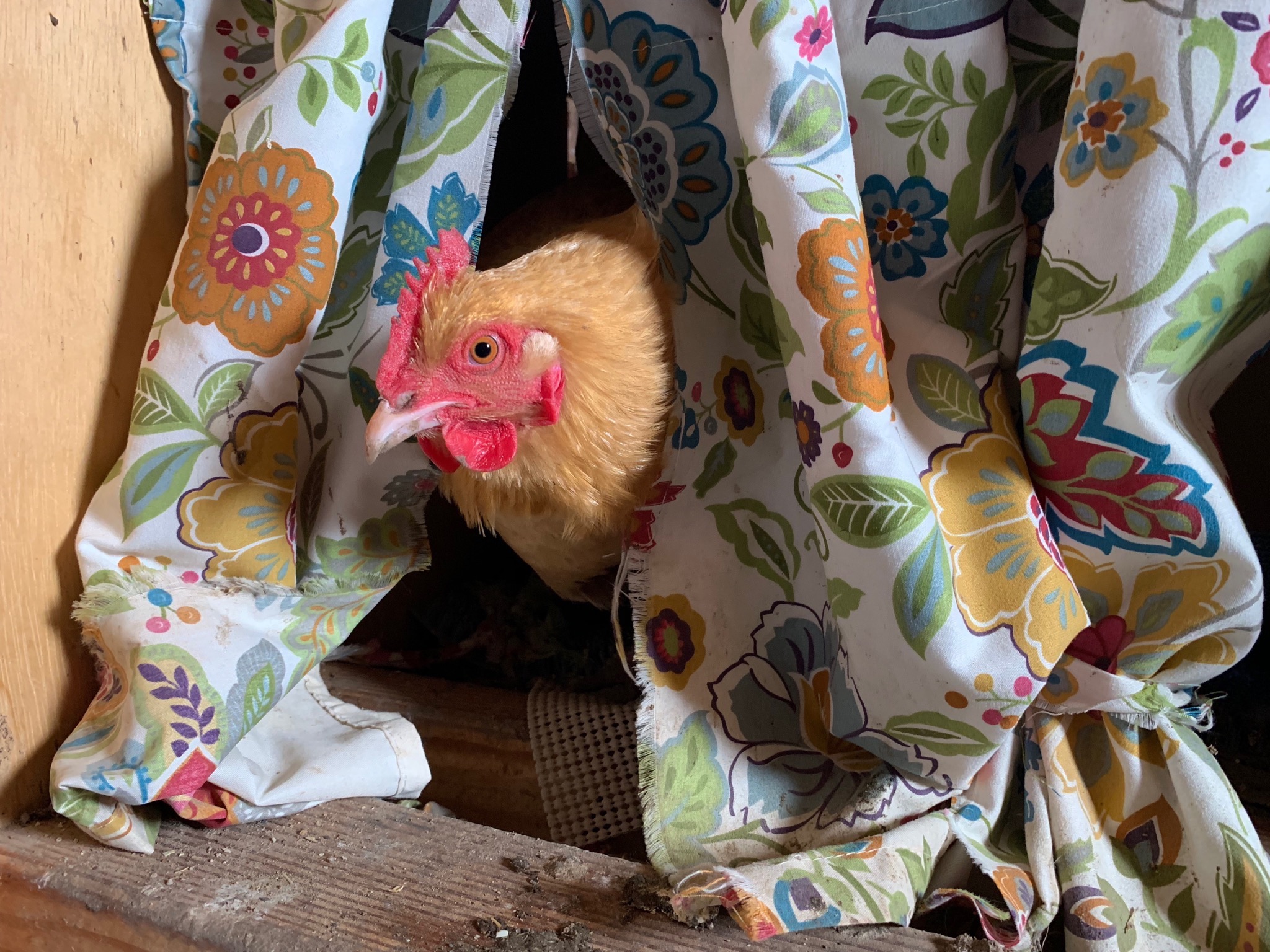 Chicken