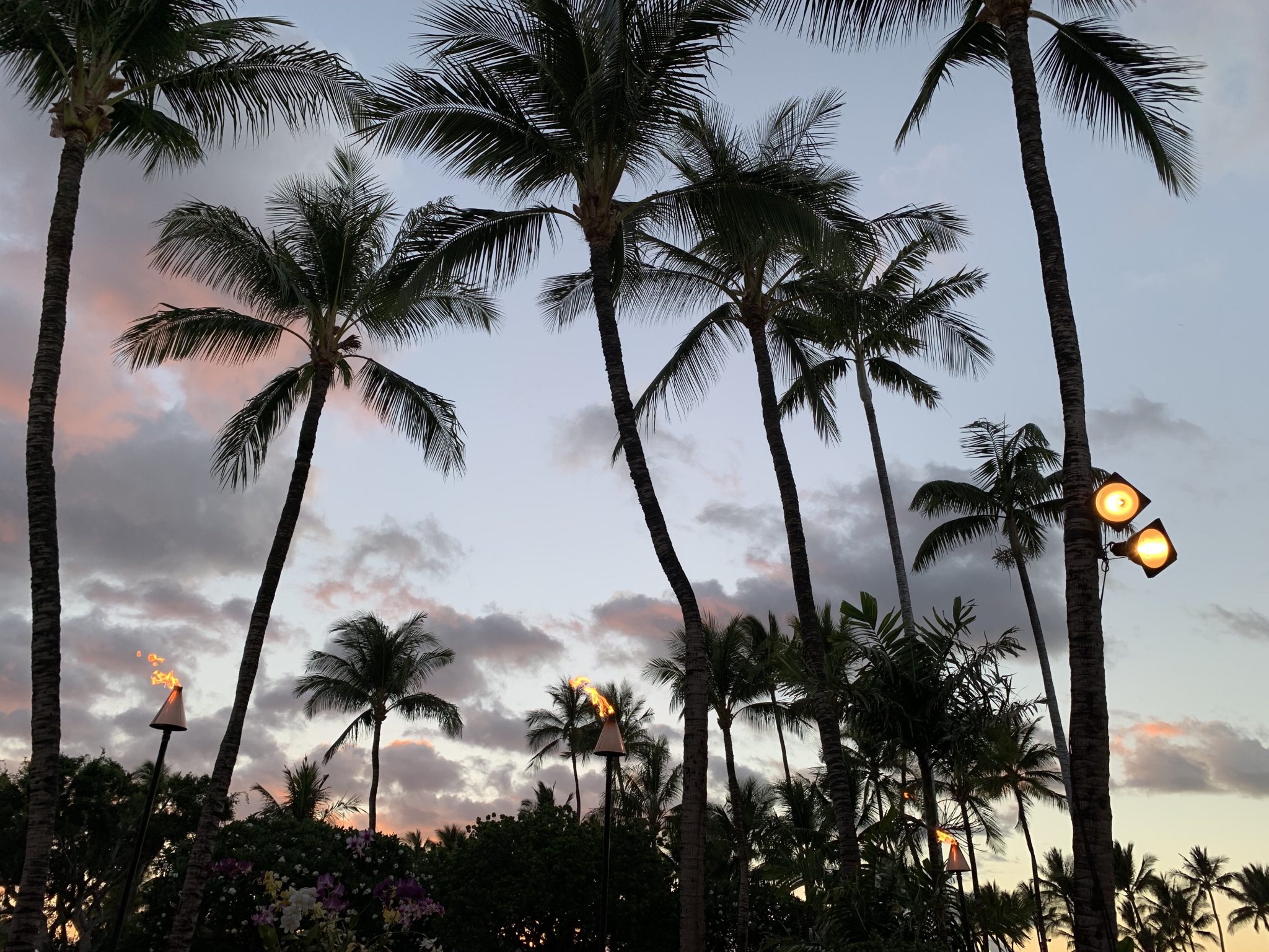 Sunset with palm trees in Hawaii