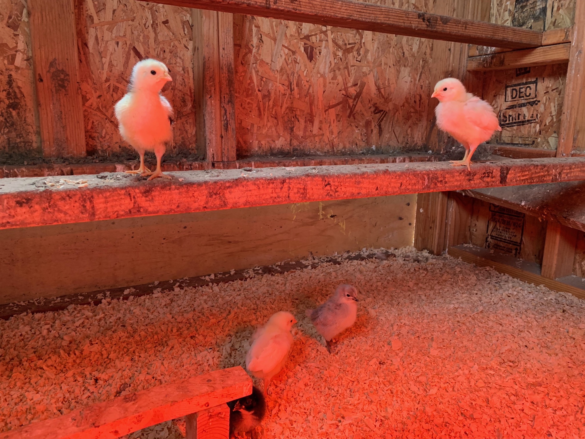 Chicks
