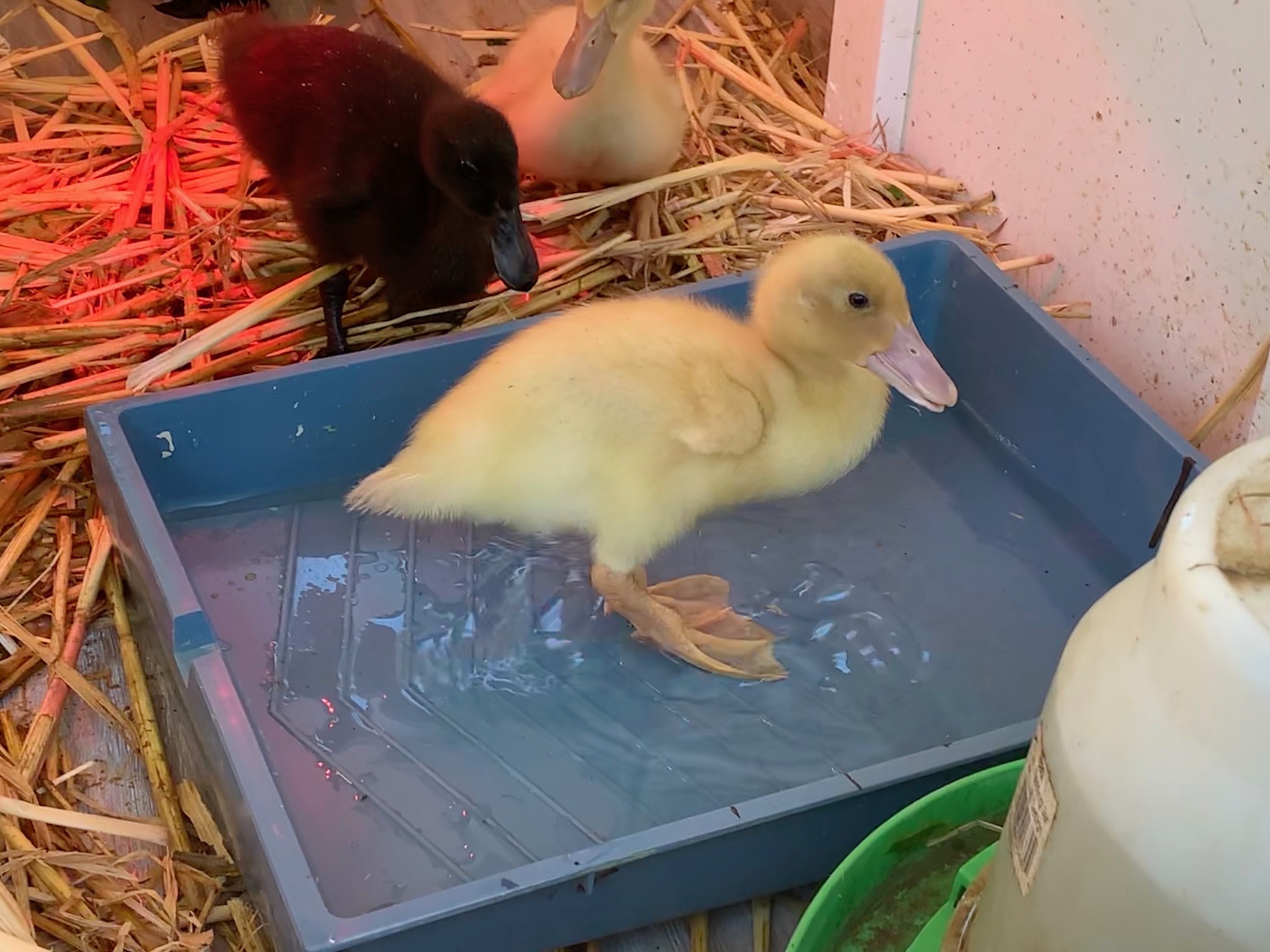 Duckling
