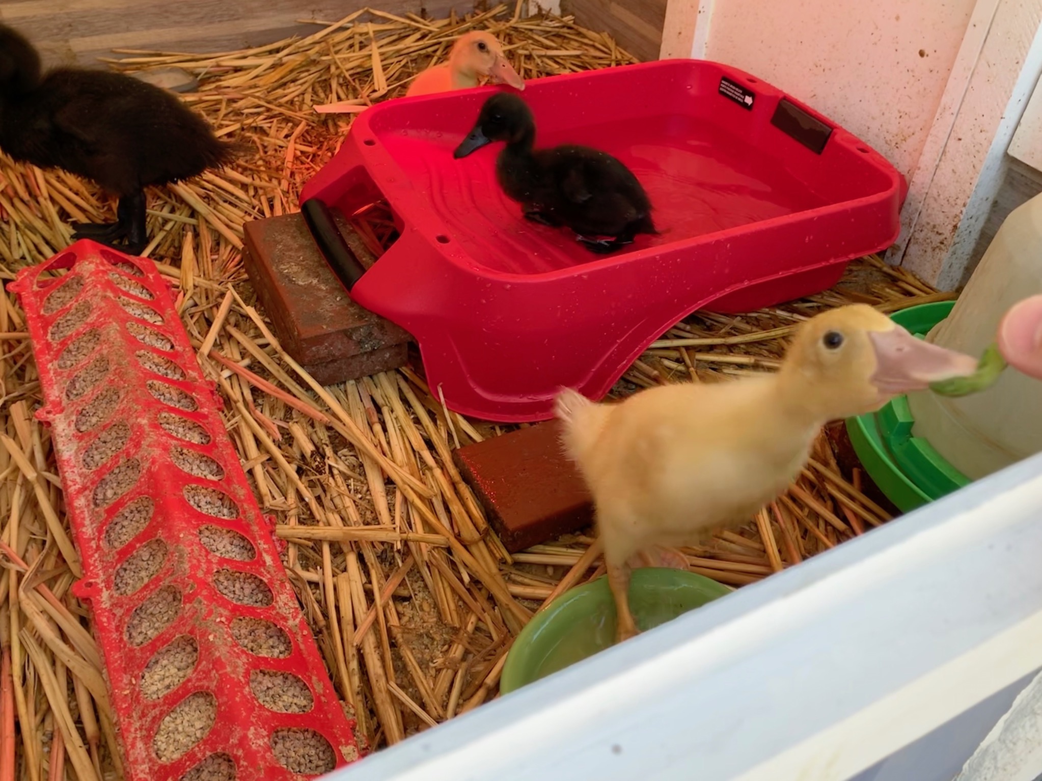 Ducklings