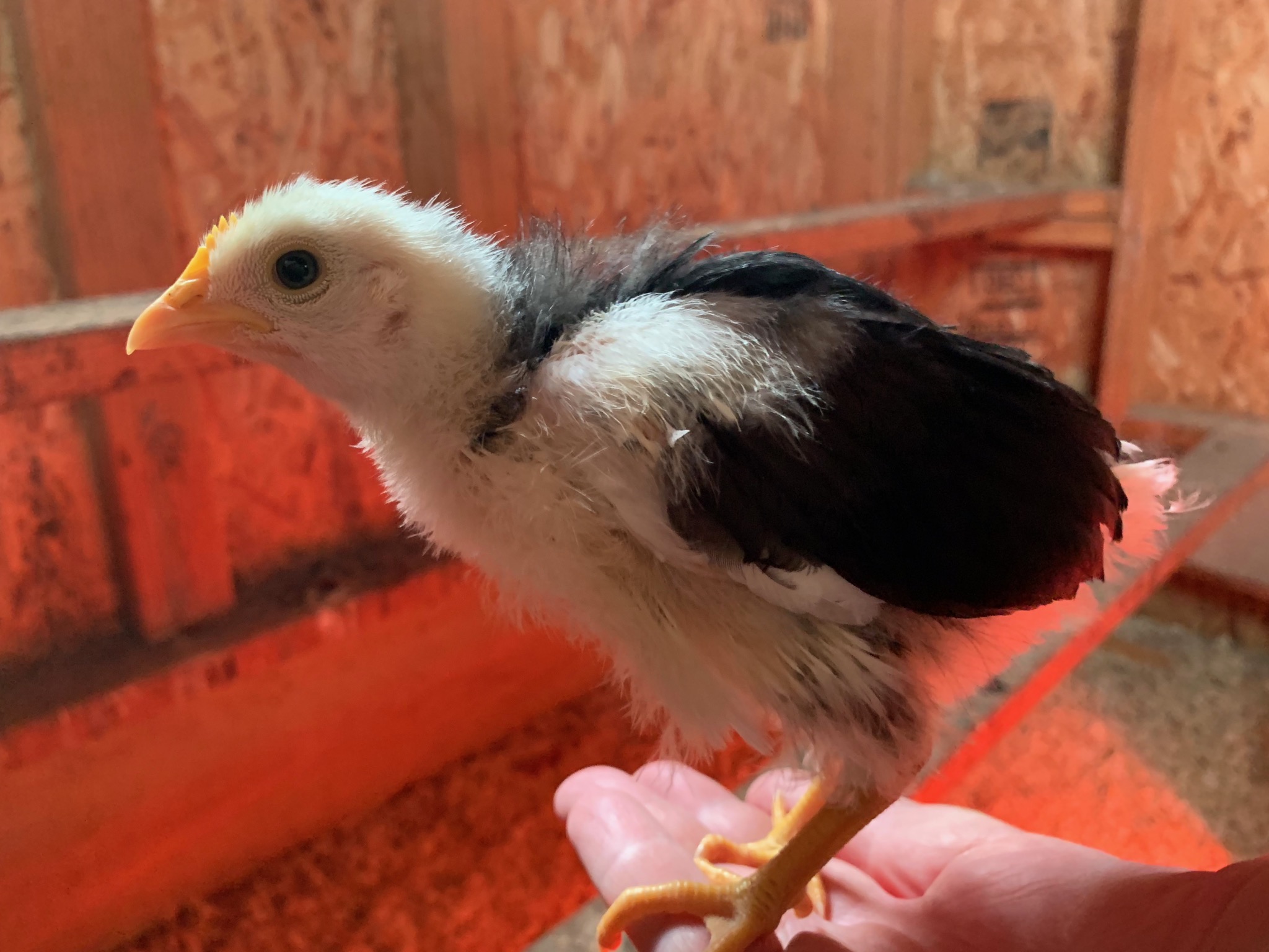 Chick