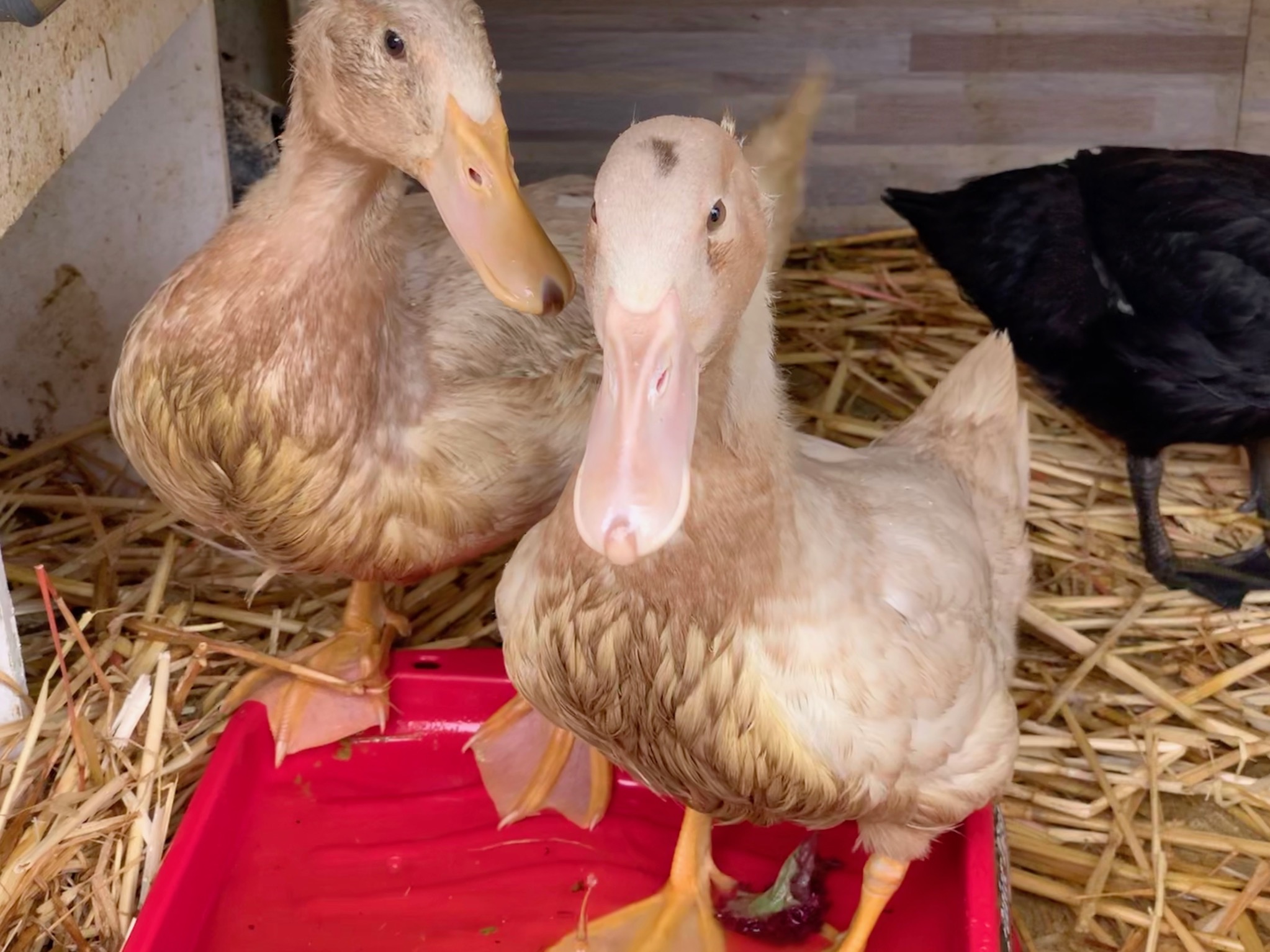 Ducklings