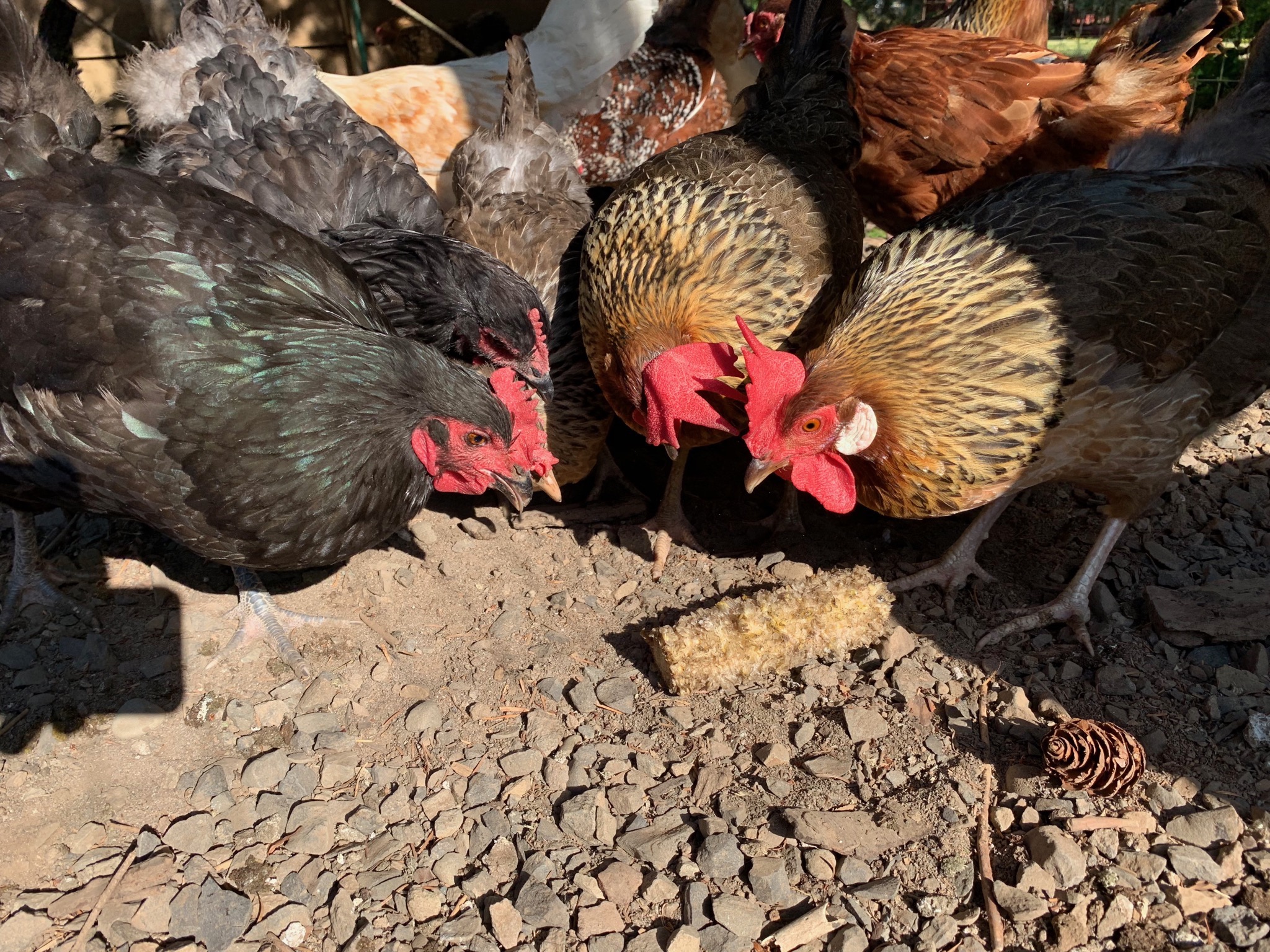 Chickens