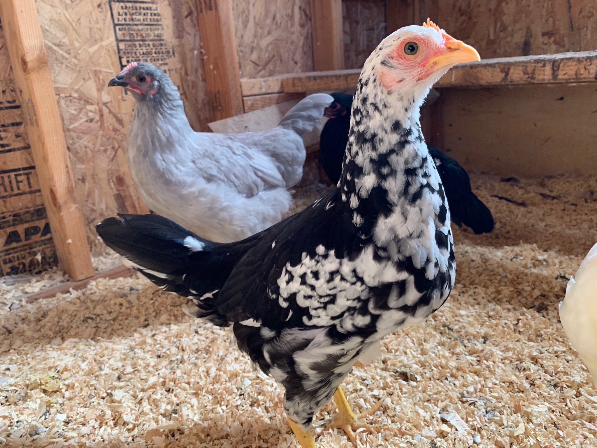 Chicks
