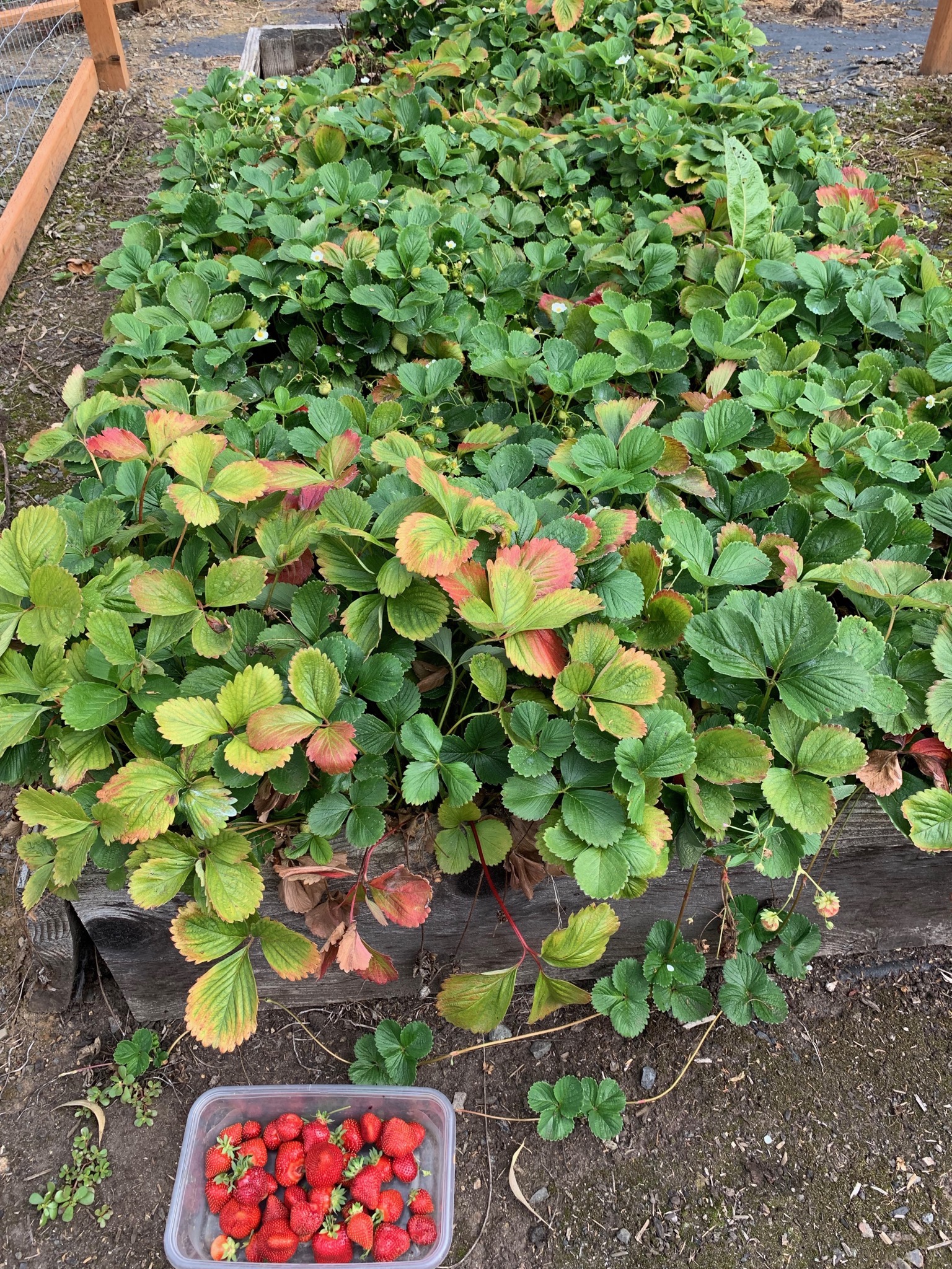 Strawberries