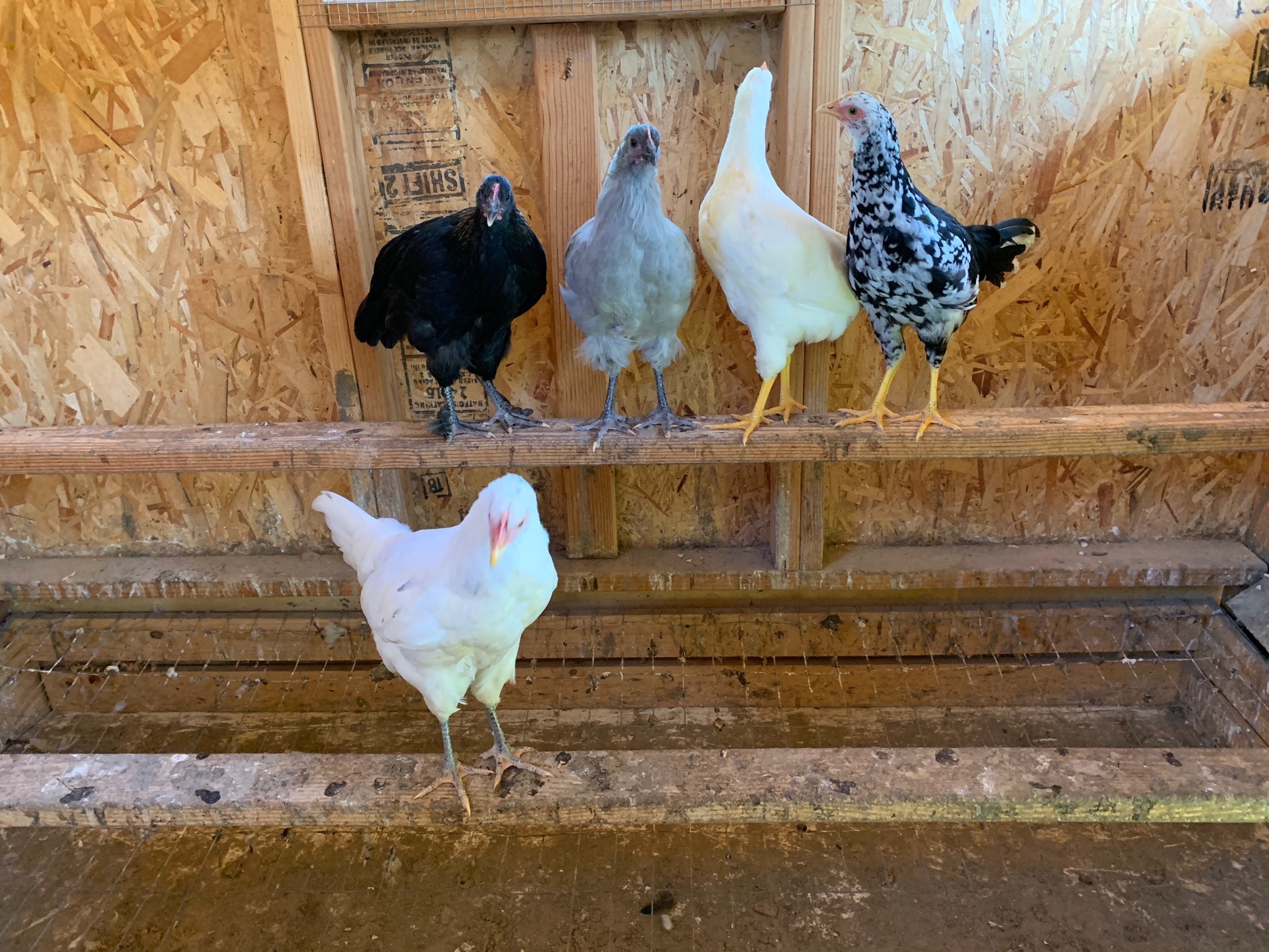 Chickens