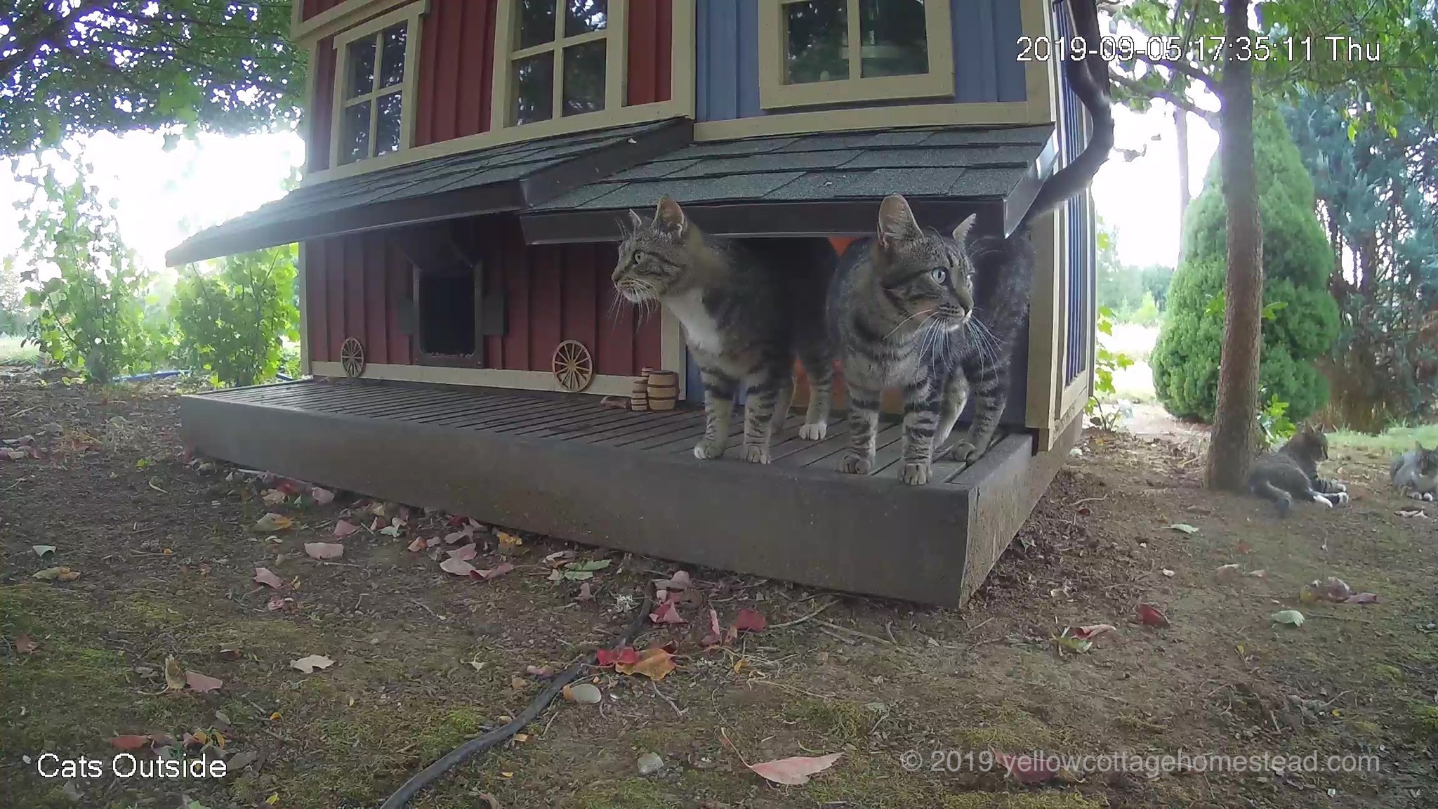 Four cats