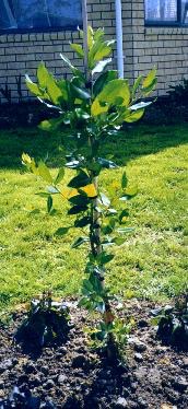 'Edna' tree