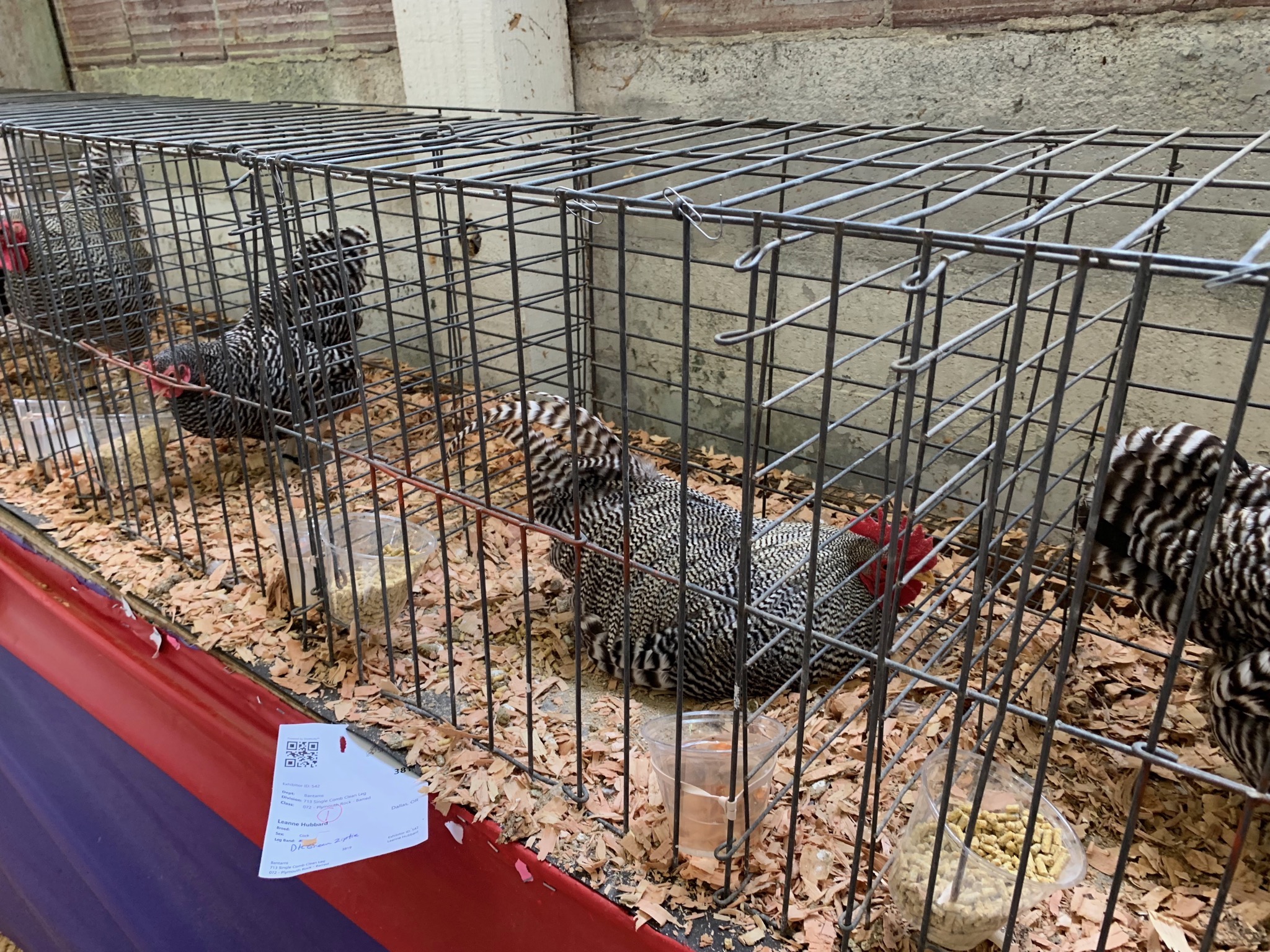 Chickens