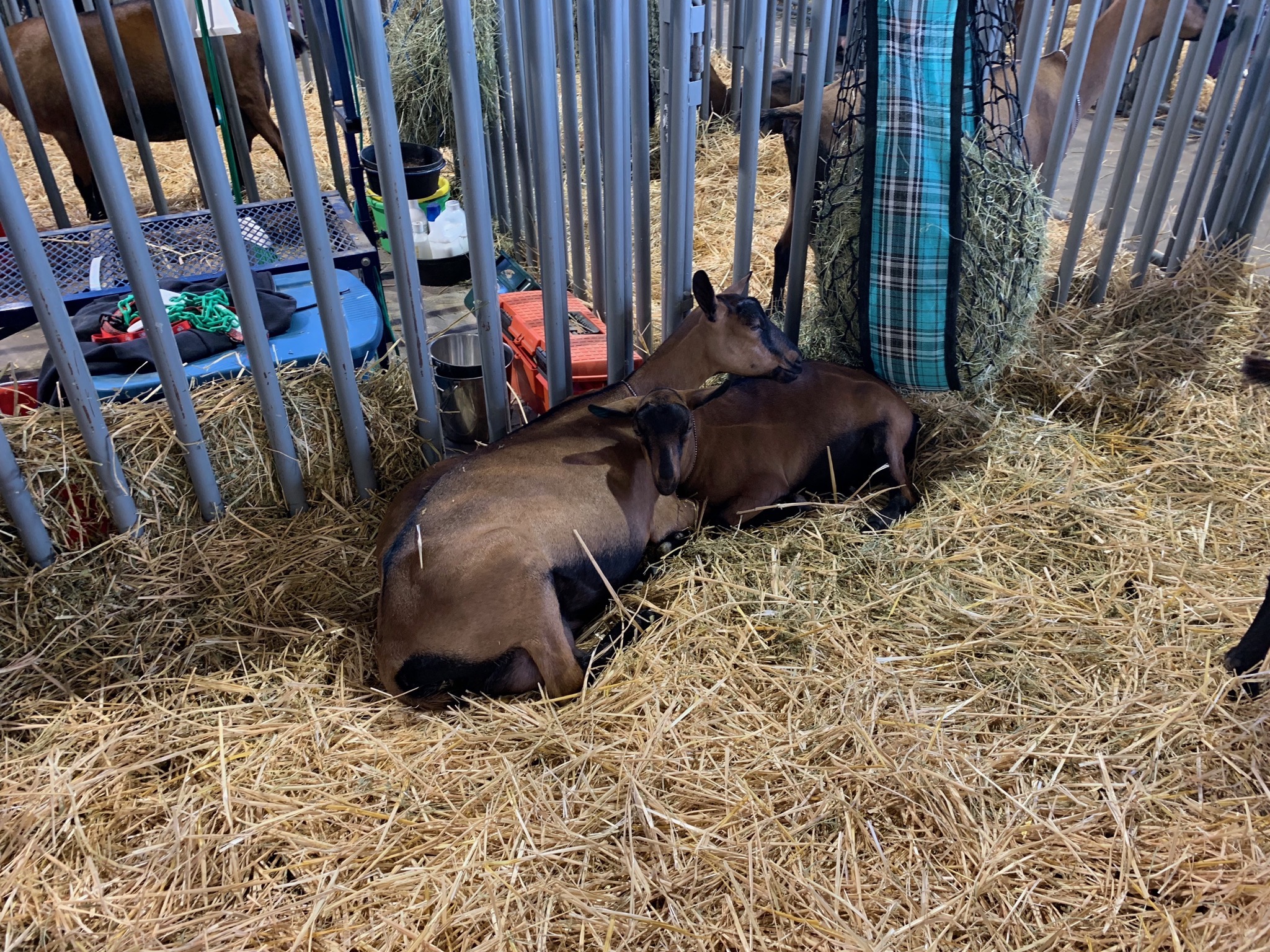 Goats