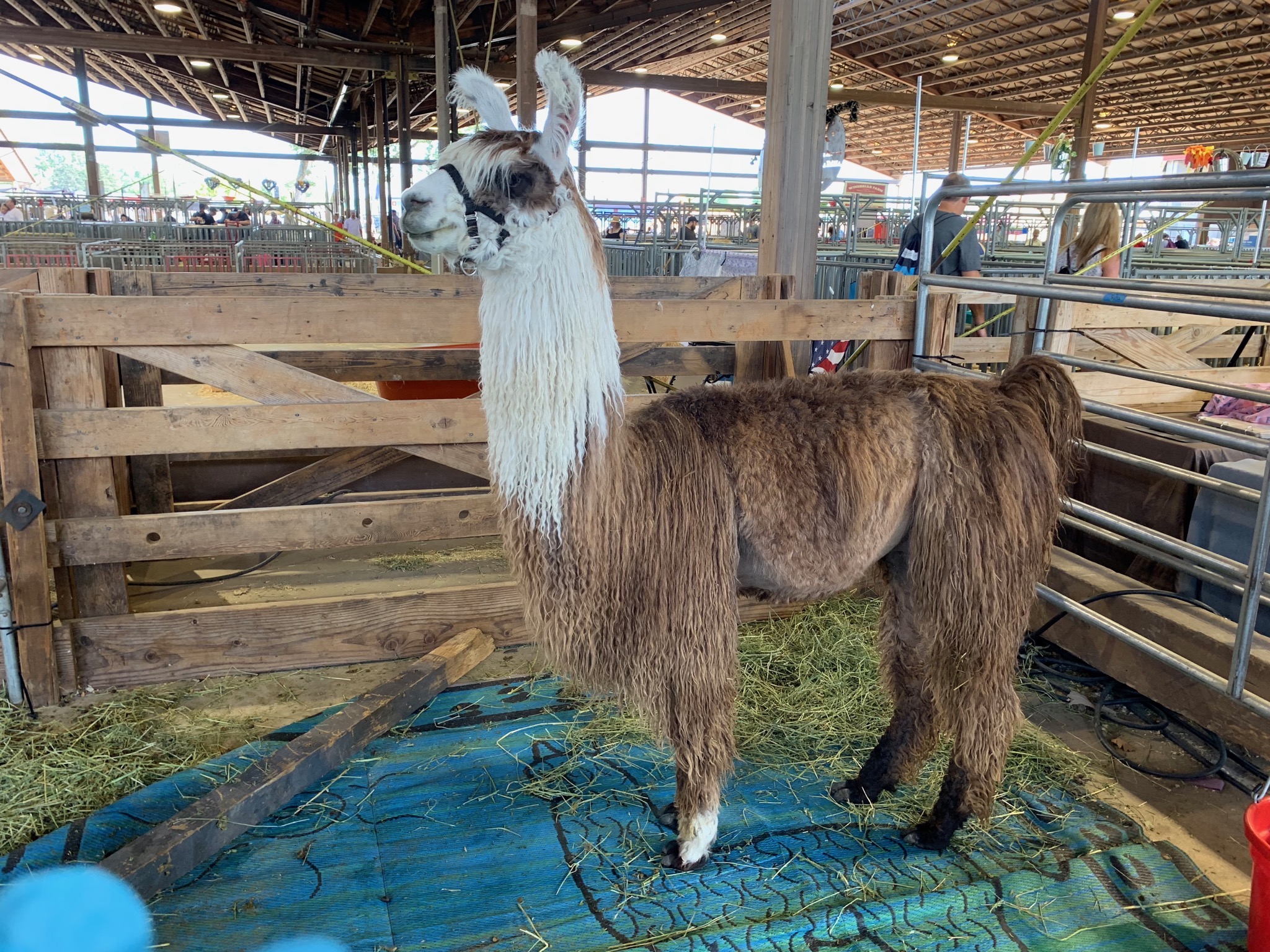 Llama