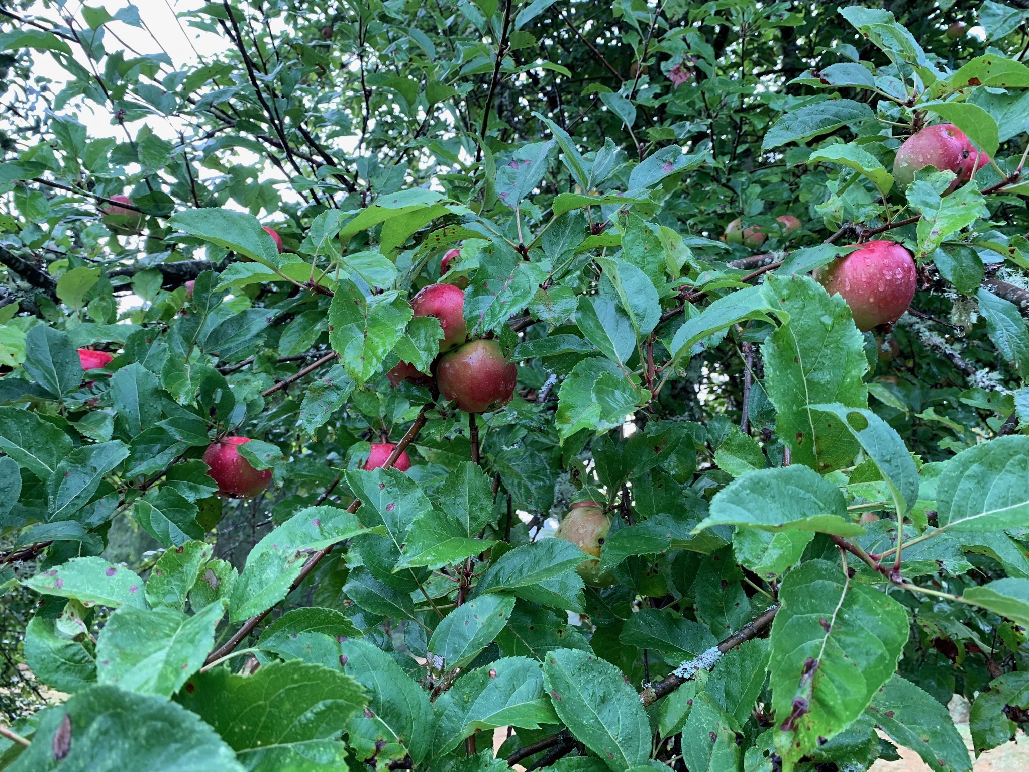 Apple tree