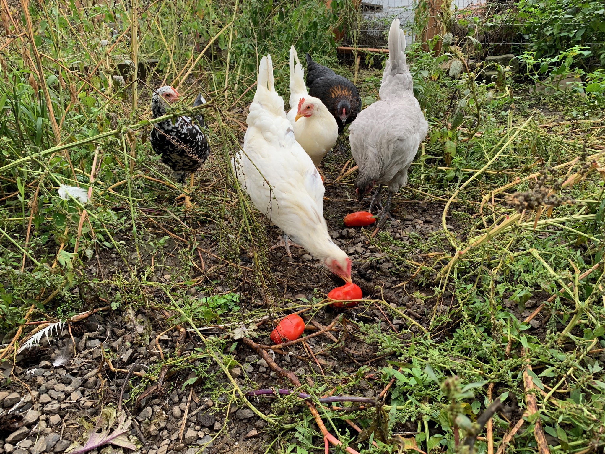 Chickens