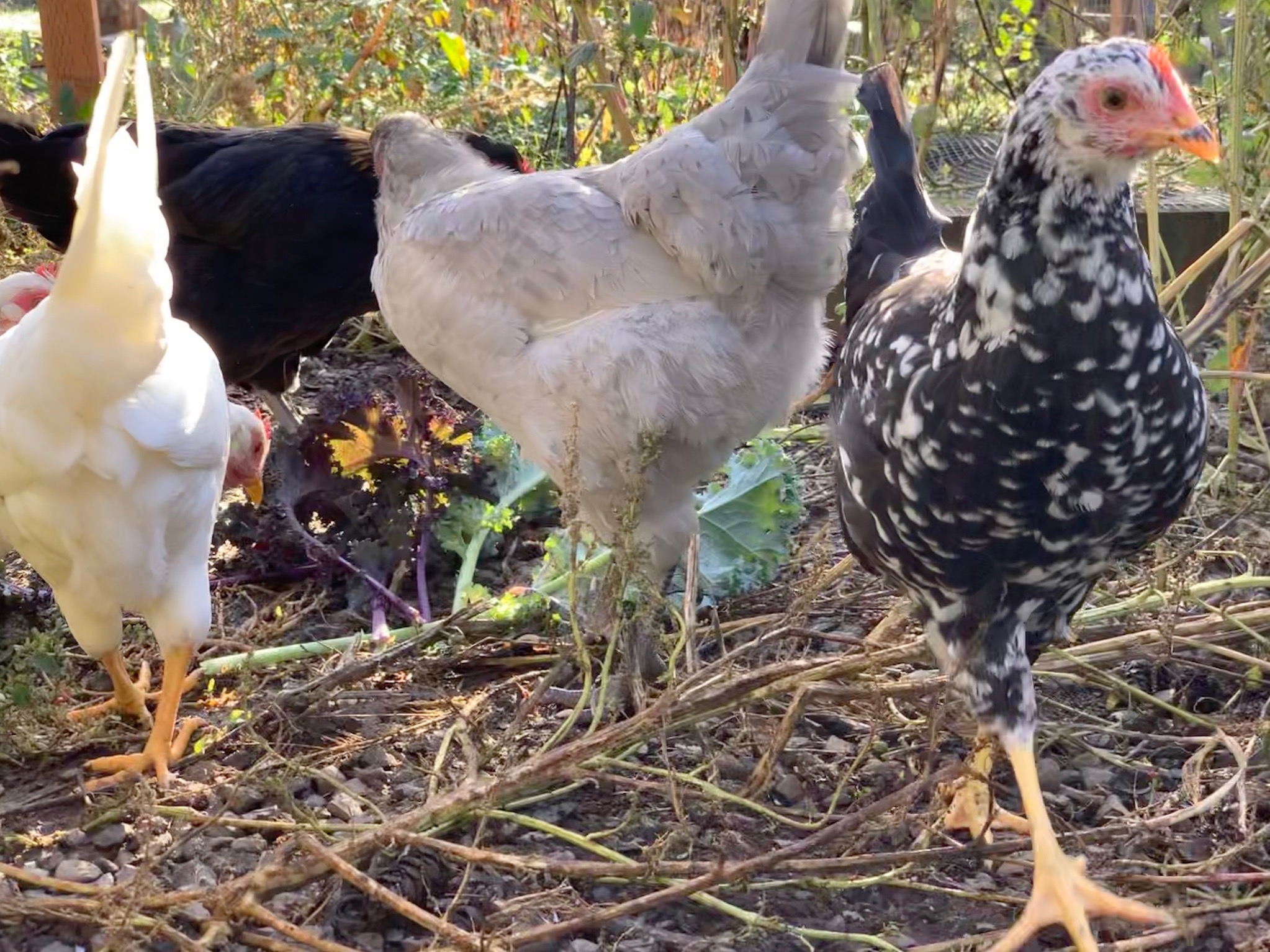 Chickens