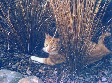 Pixel under grasses