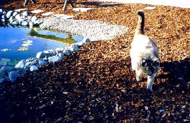 Pond and cat