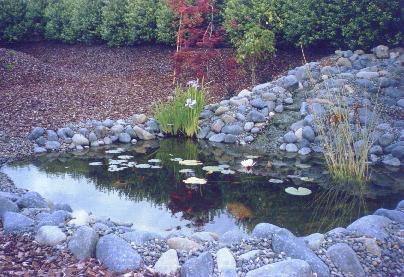 Pond