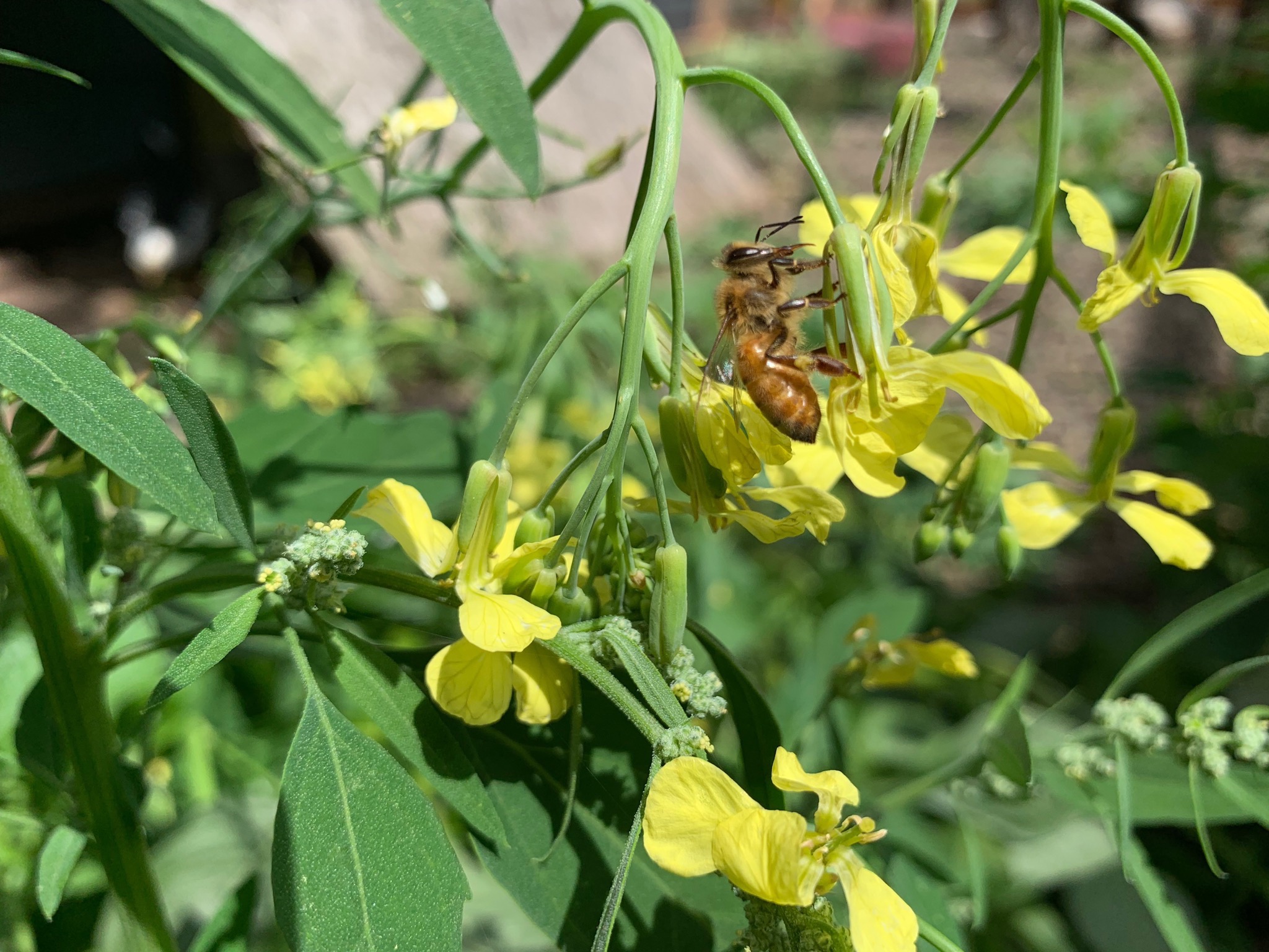 Bee