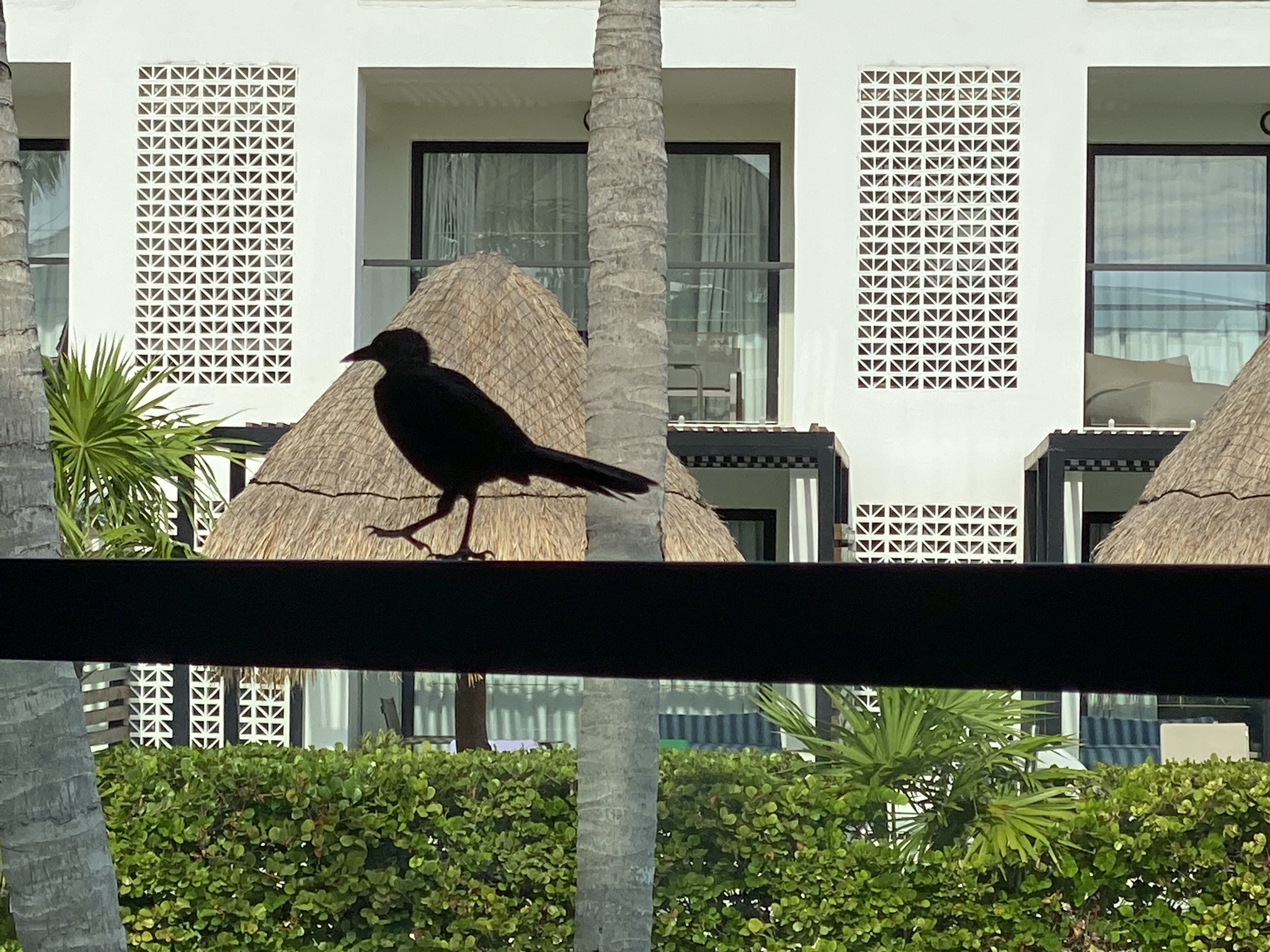 Grackle