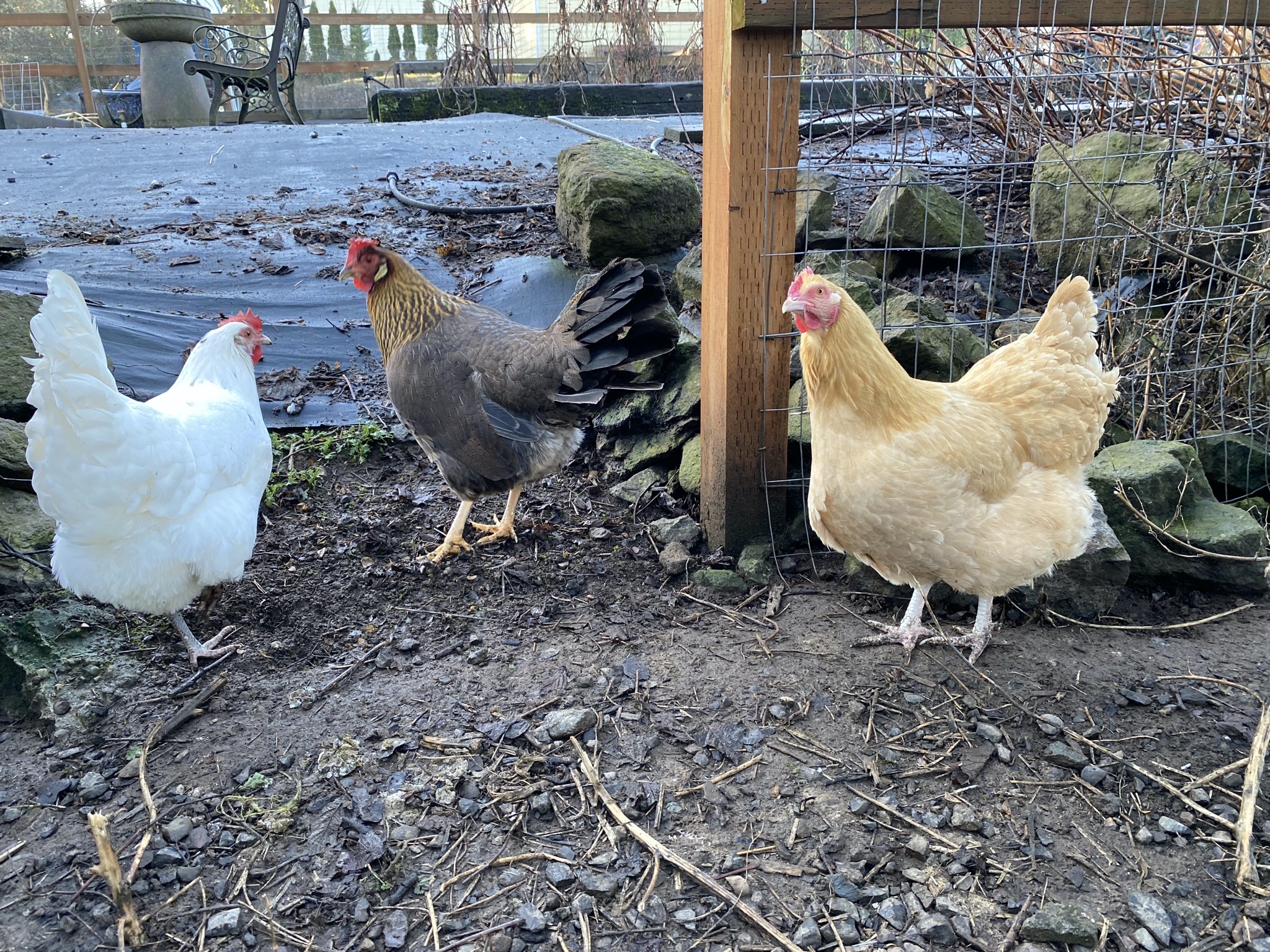 Chickens by open gate