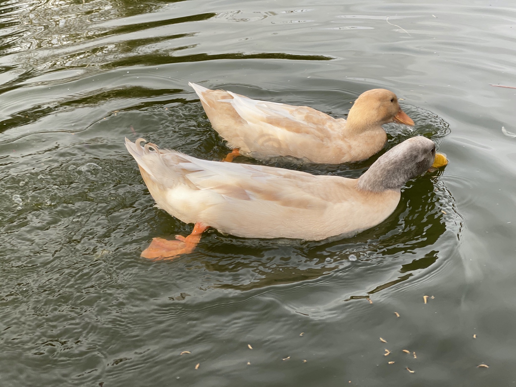 Ducks