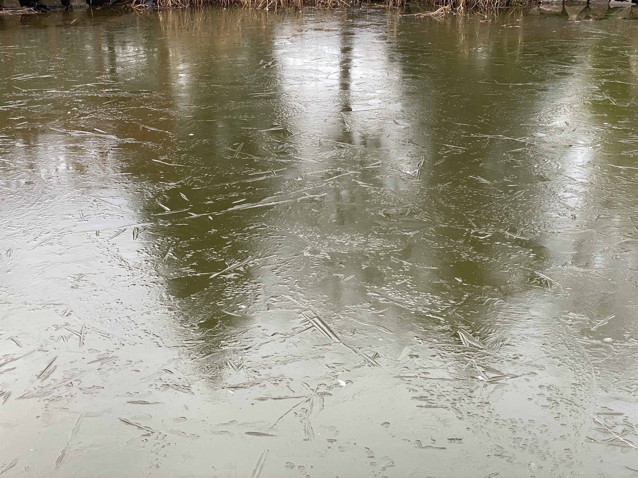 Frozen pond
