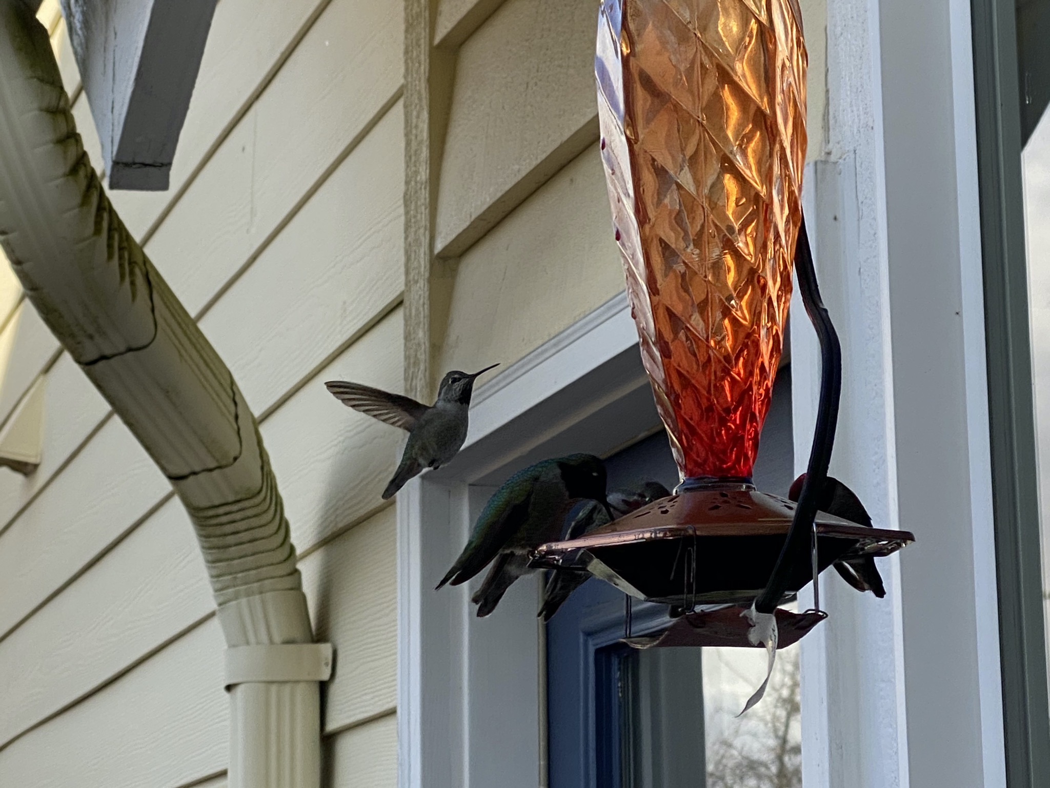 Hummingbirds