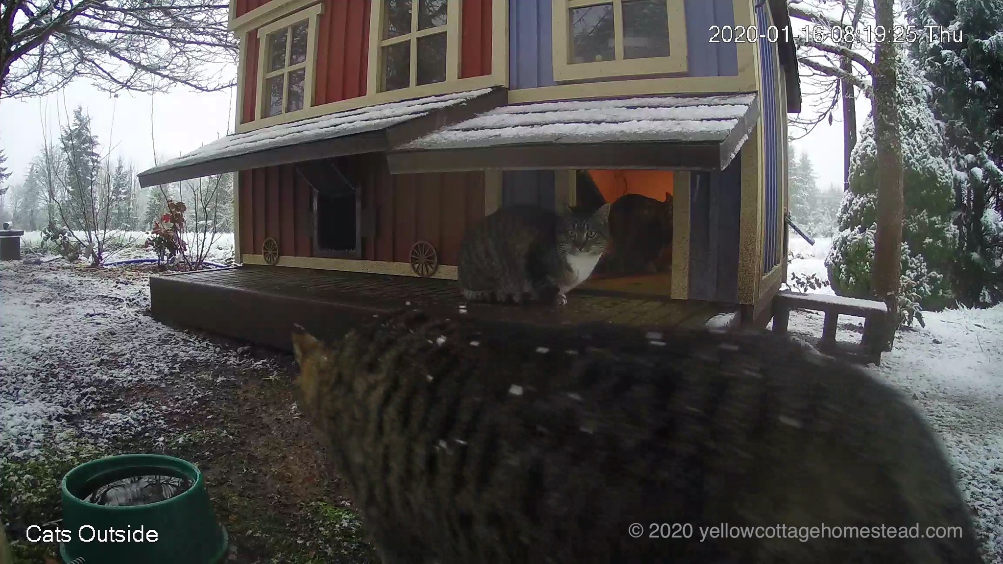 Snowy cats