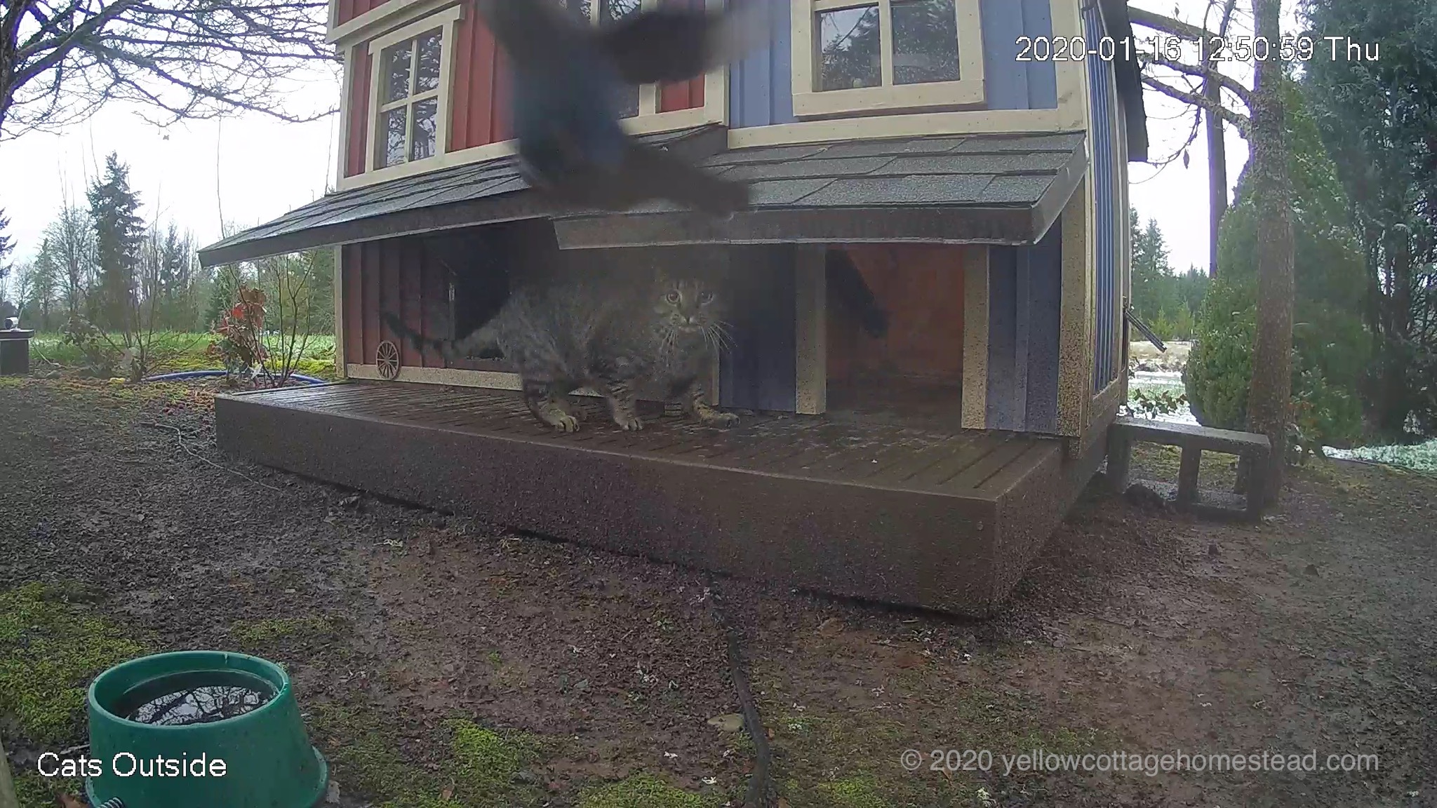 Cat and bird