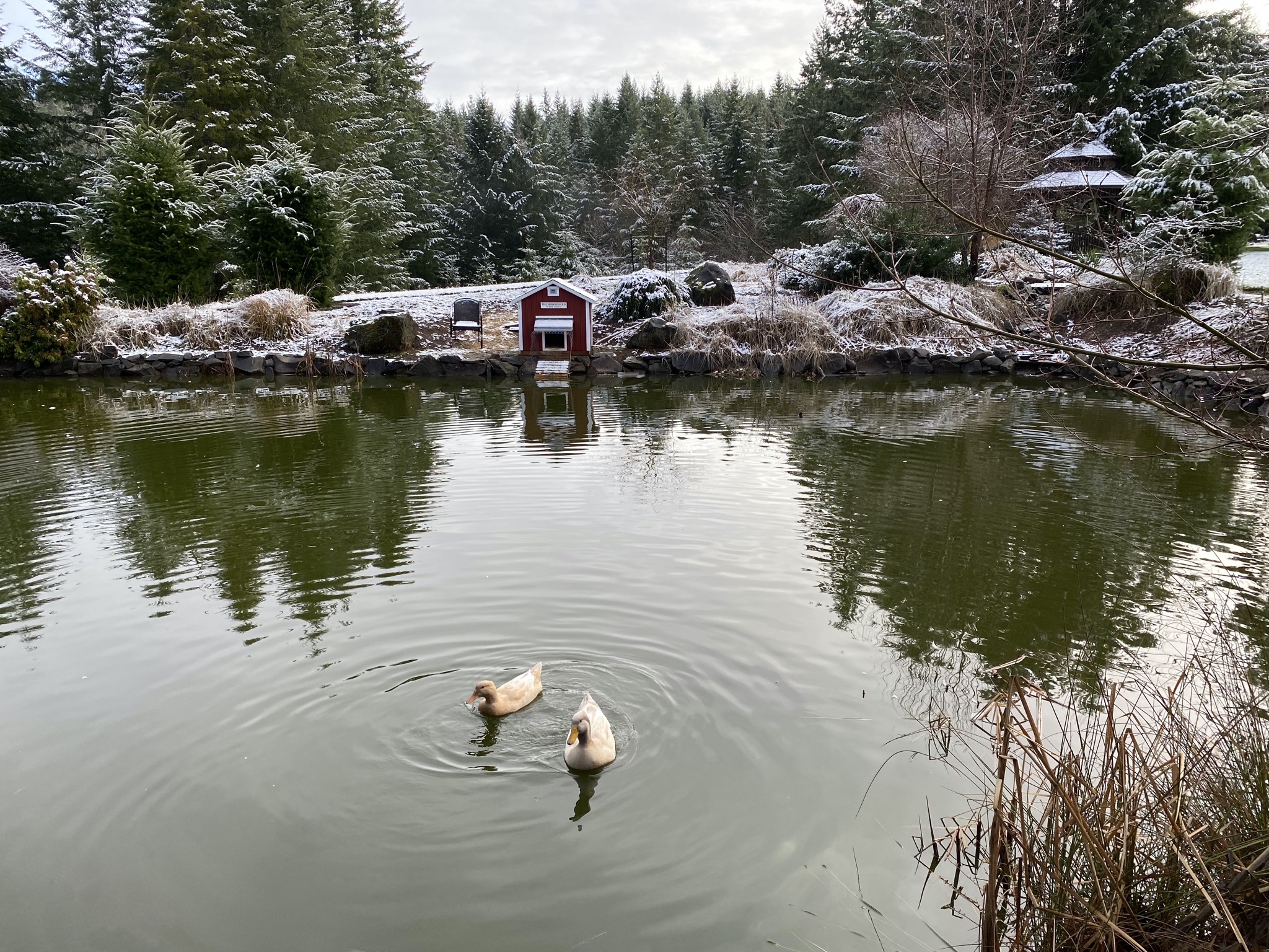 Ducks with snow
